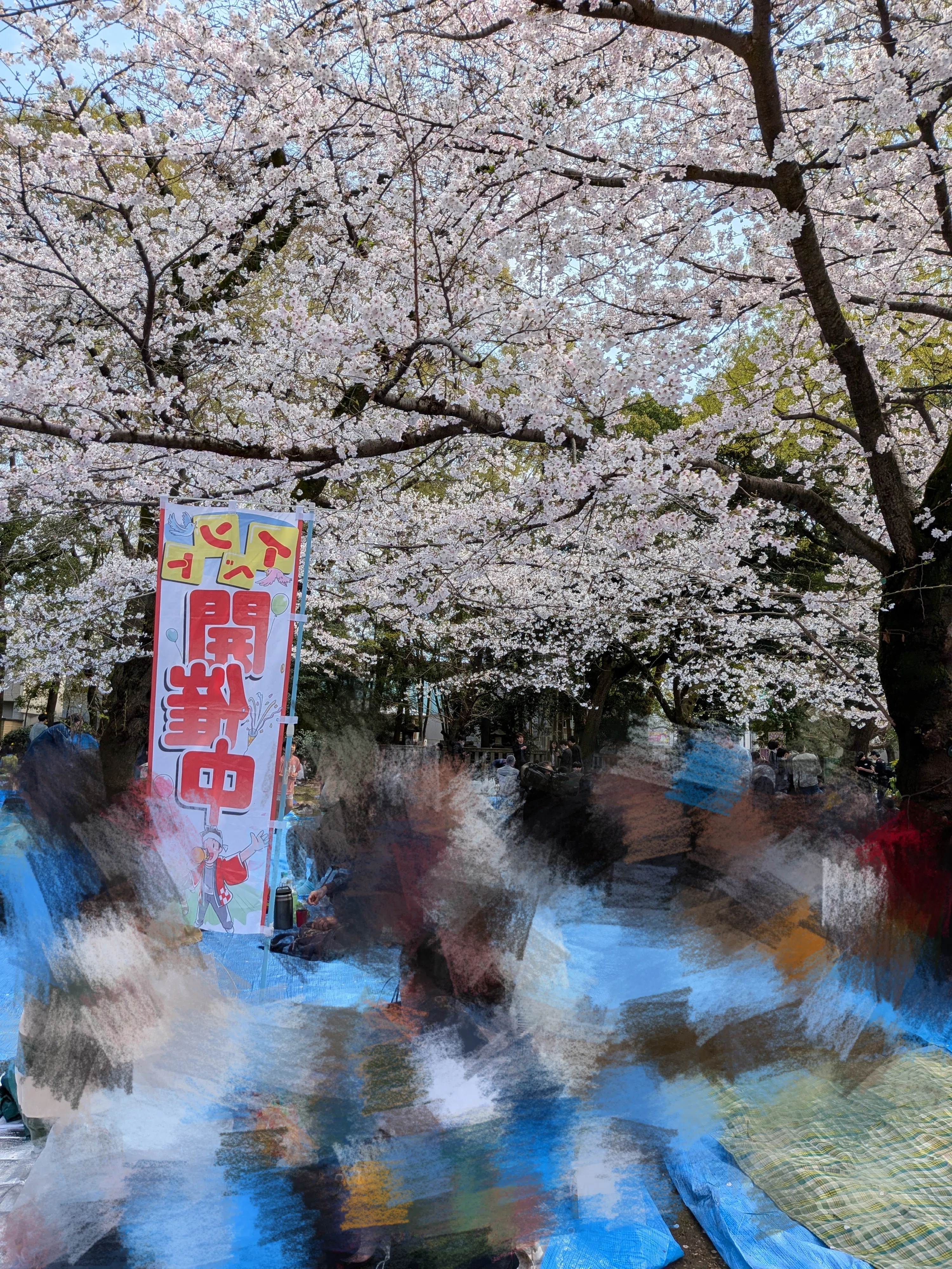 ソロ花見】おひとりさまのお花見｜春原美桜(miosuhara)