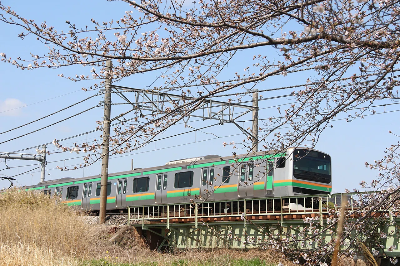 桜前線出品になります。 桜前線、出発進行！｜shimamon
