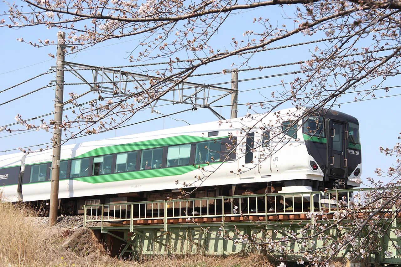桜前線、出発進行！｜shimamon