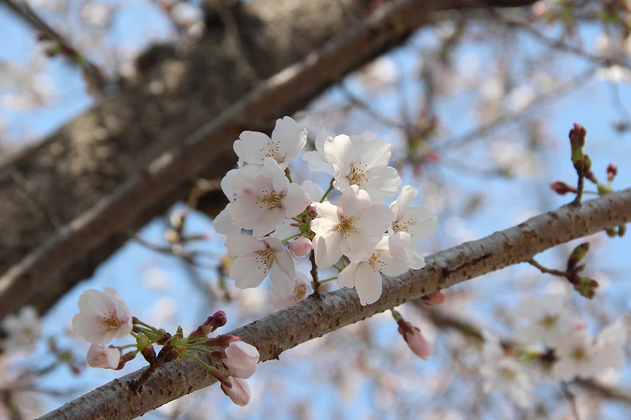 桜前線、出発進行！｜shimamon