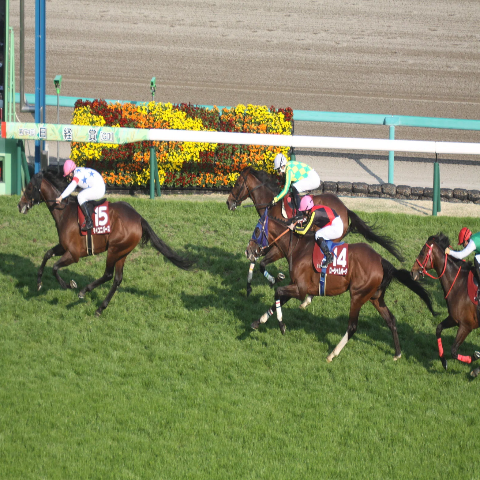 日経賞（GⅡ）回顧】推奨馬コスモキュランダ7着 ～何で!?｜Haya