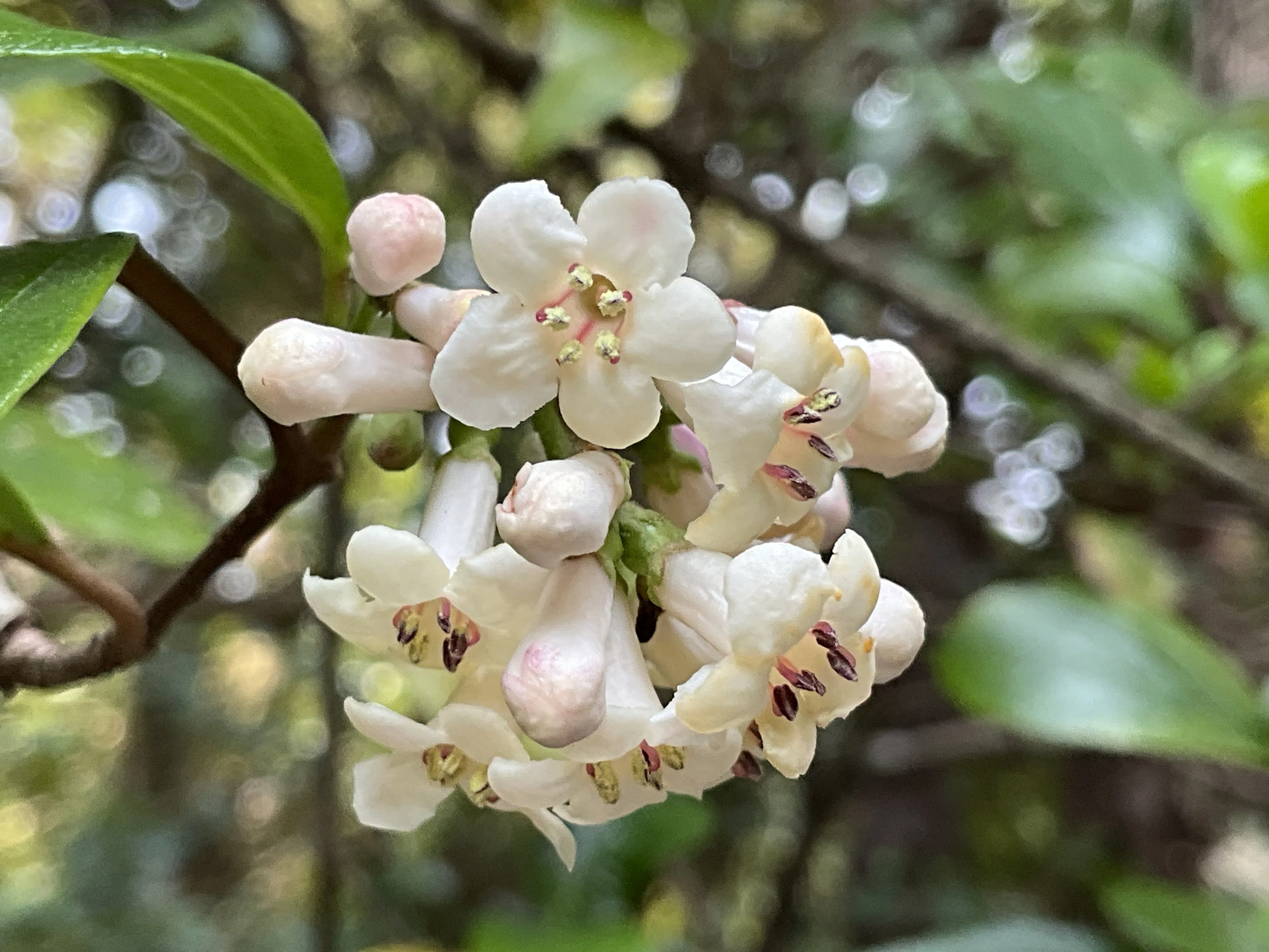 ゴモジュ　可愛い白い花 ゴモジュが咲き始める（京都府立植物園）：2026年3月28日（土）｜藤井