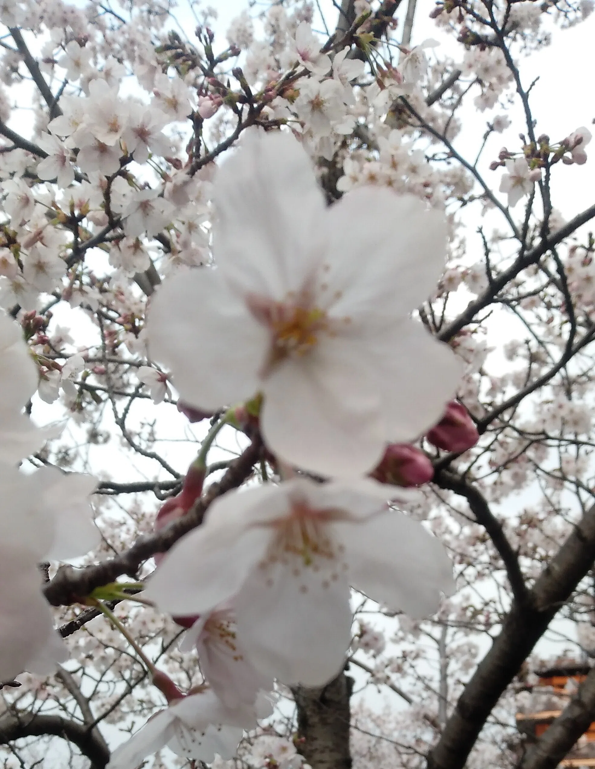 桜の花びらのピンクが、どうにも気になる。毎年とは言わないが、薄く