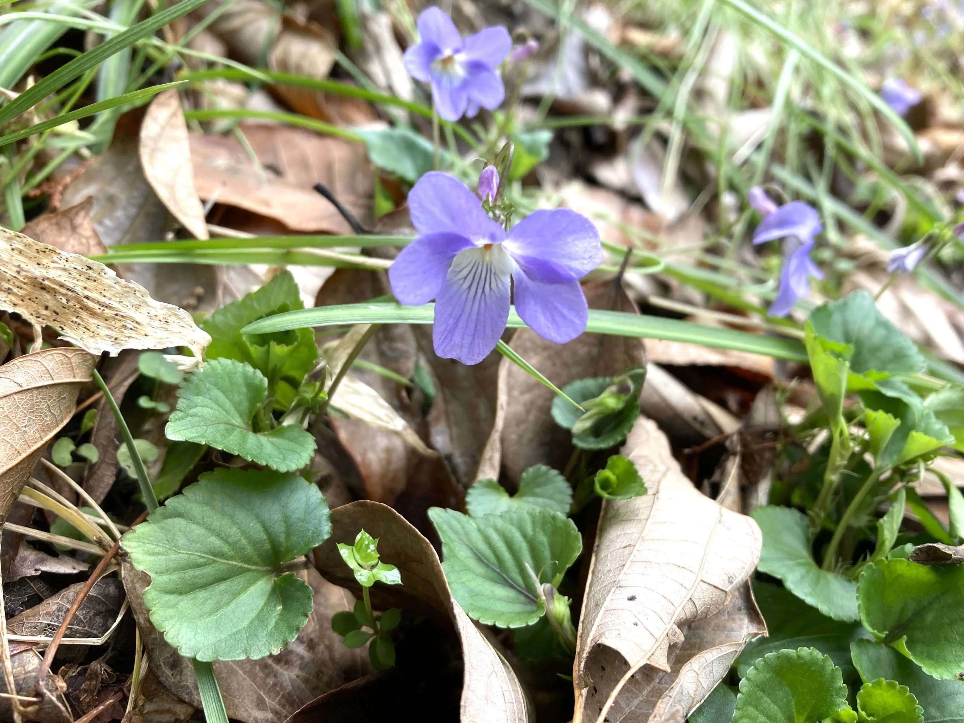 足もとに咲く春の宝石。油山で見られるスミレの見分け方｜あぶらやま