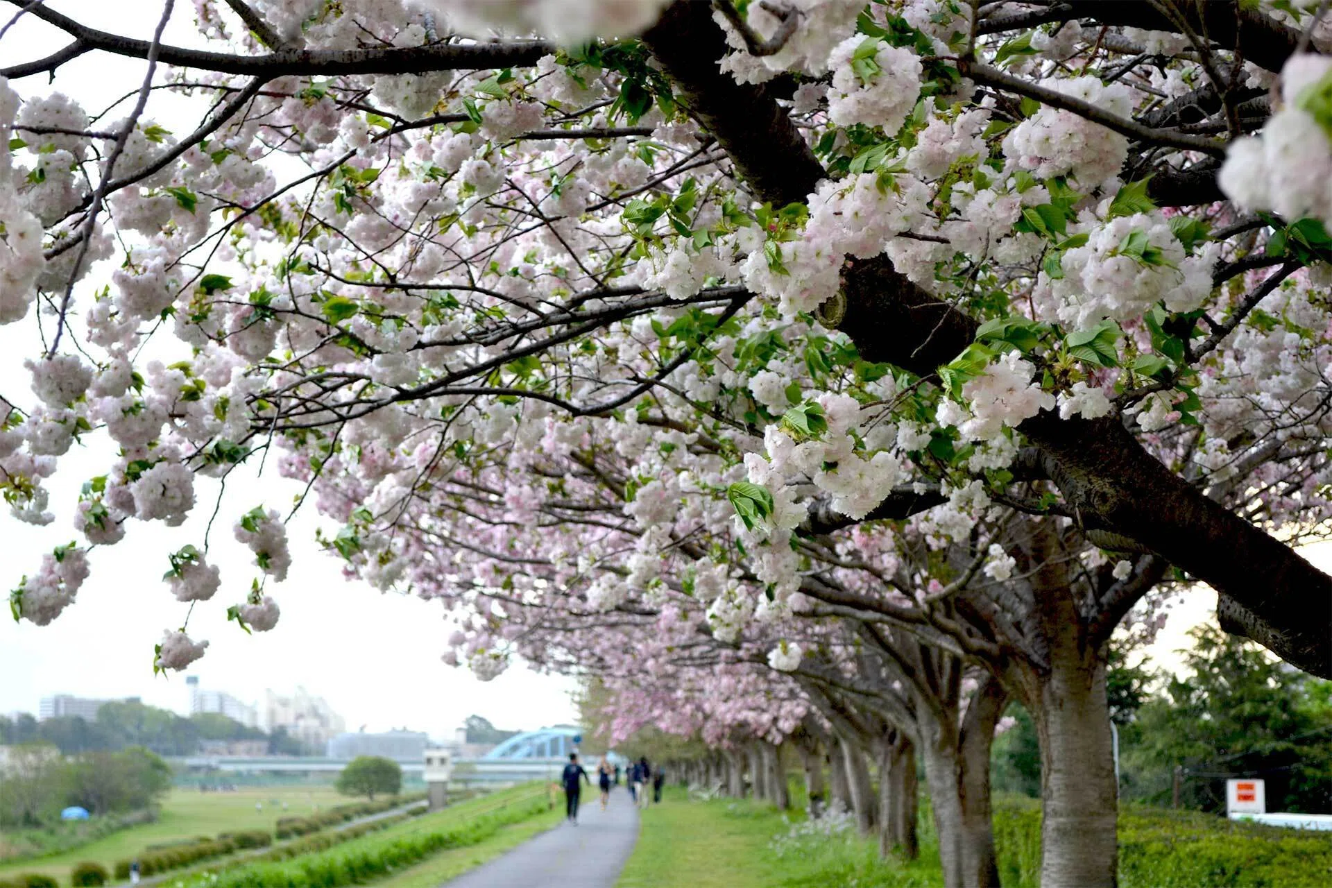 川崎市中原区】流れるような桜吹雪！ 満開の八重桜がグラデーションに