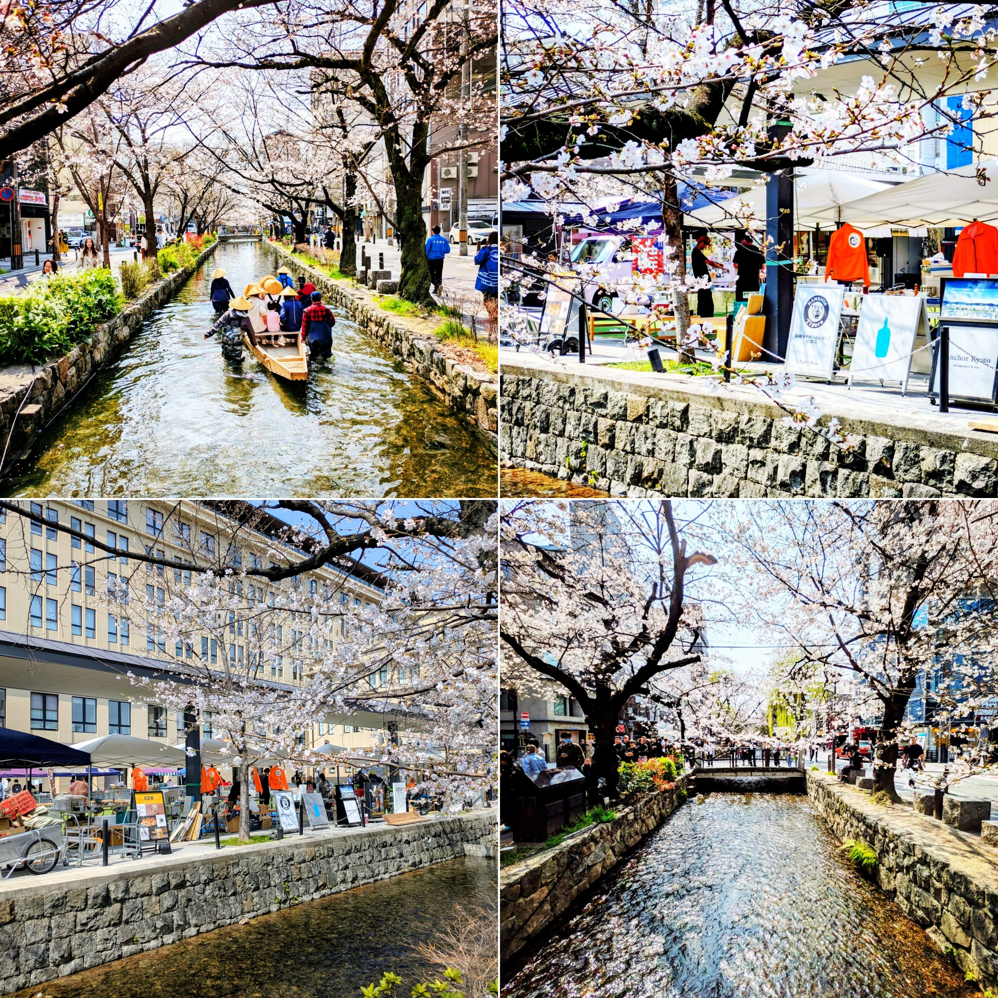 京都ぶらり】咲き始めました！京都の春！ もうすぐ満開に！高瀬川の桜