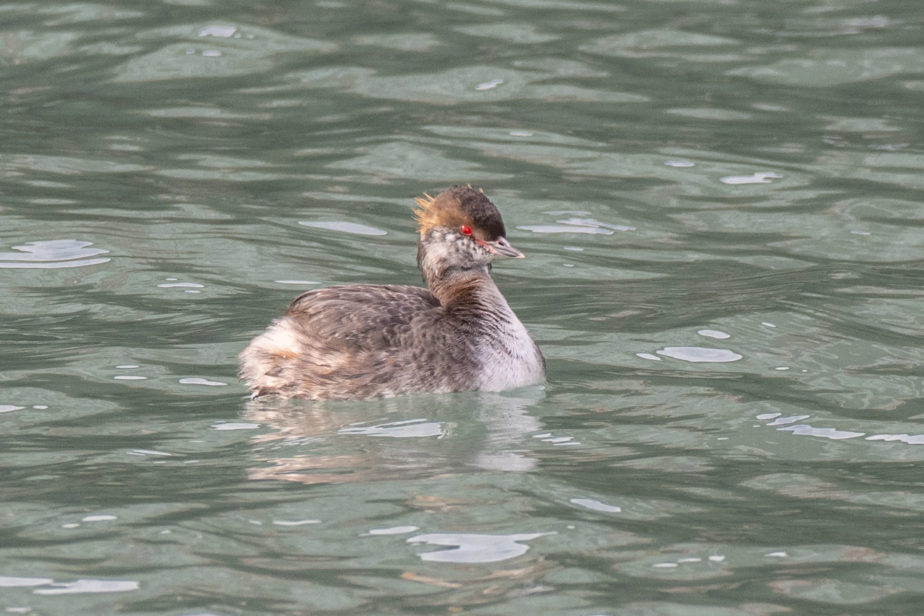 シカゴでバードウォッチング！】 Horned Grebe ミミカイツブリ｜ローリー