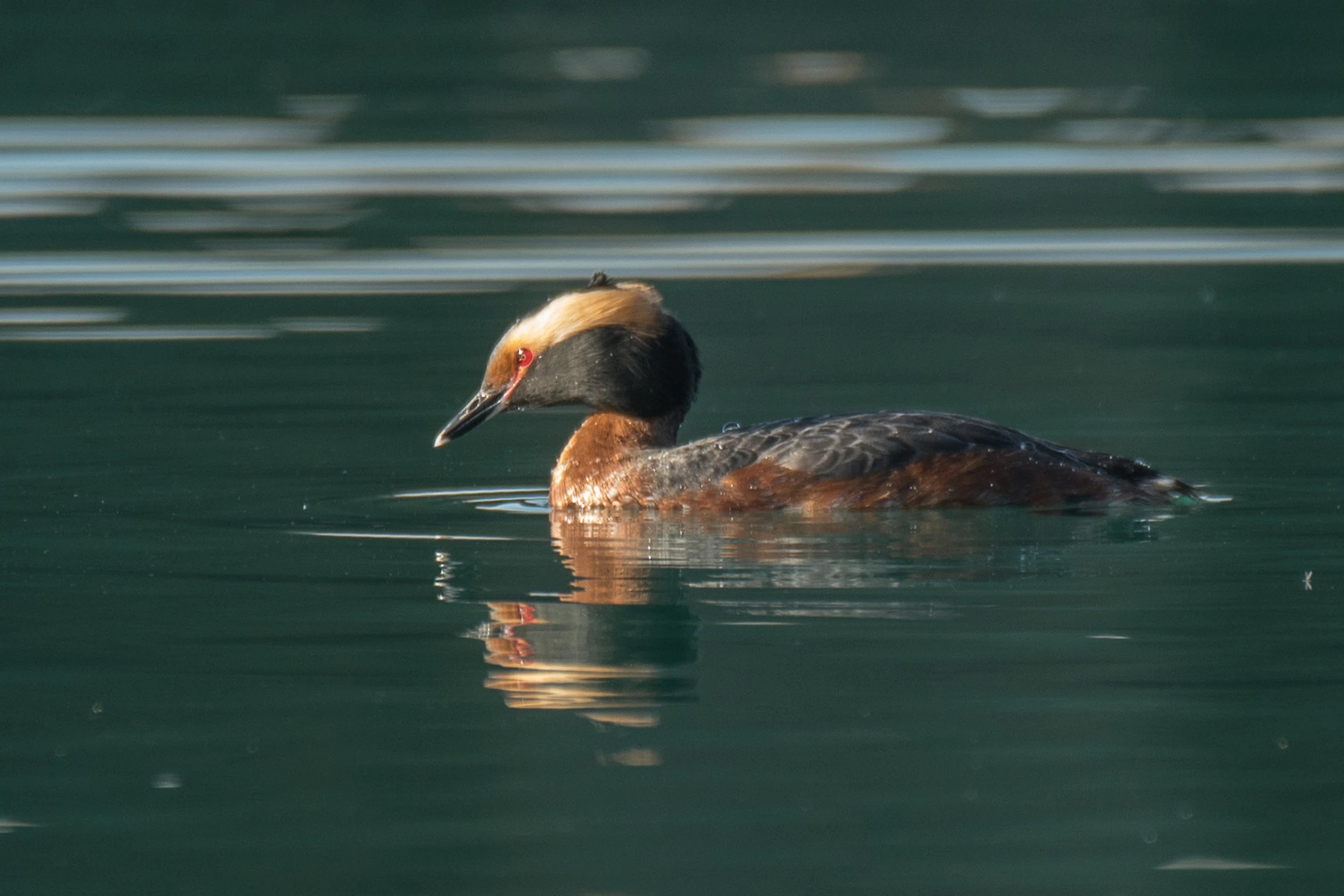 シカゴでバードウォッチング！】 Horned Grebe ミミカイツブリ｜ローリー