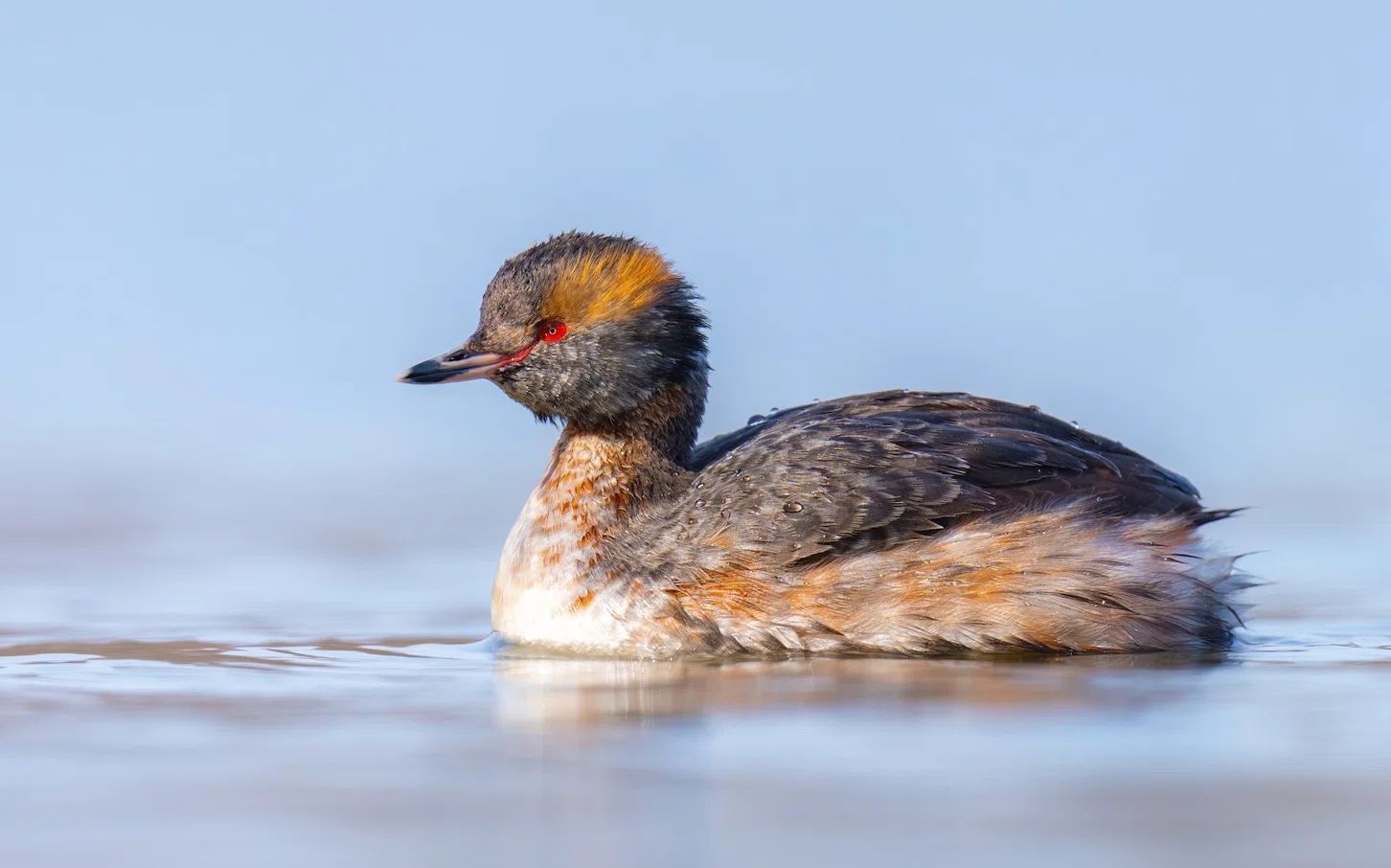 シカゴでバードウォッチング！】 Horned Grebe ミミカイツブリ｜ローリー