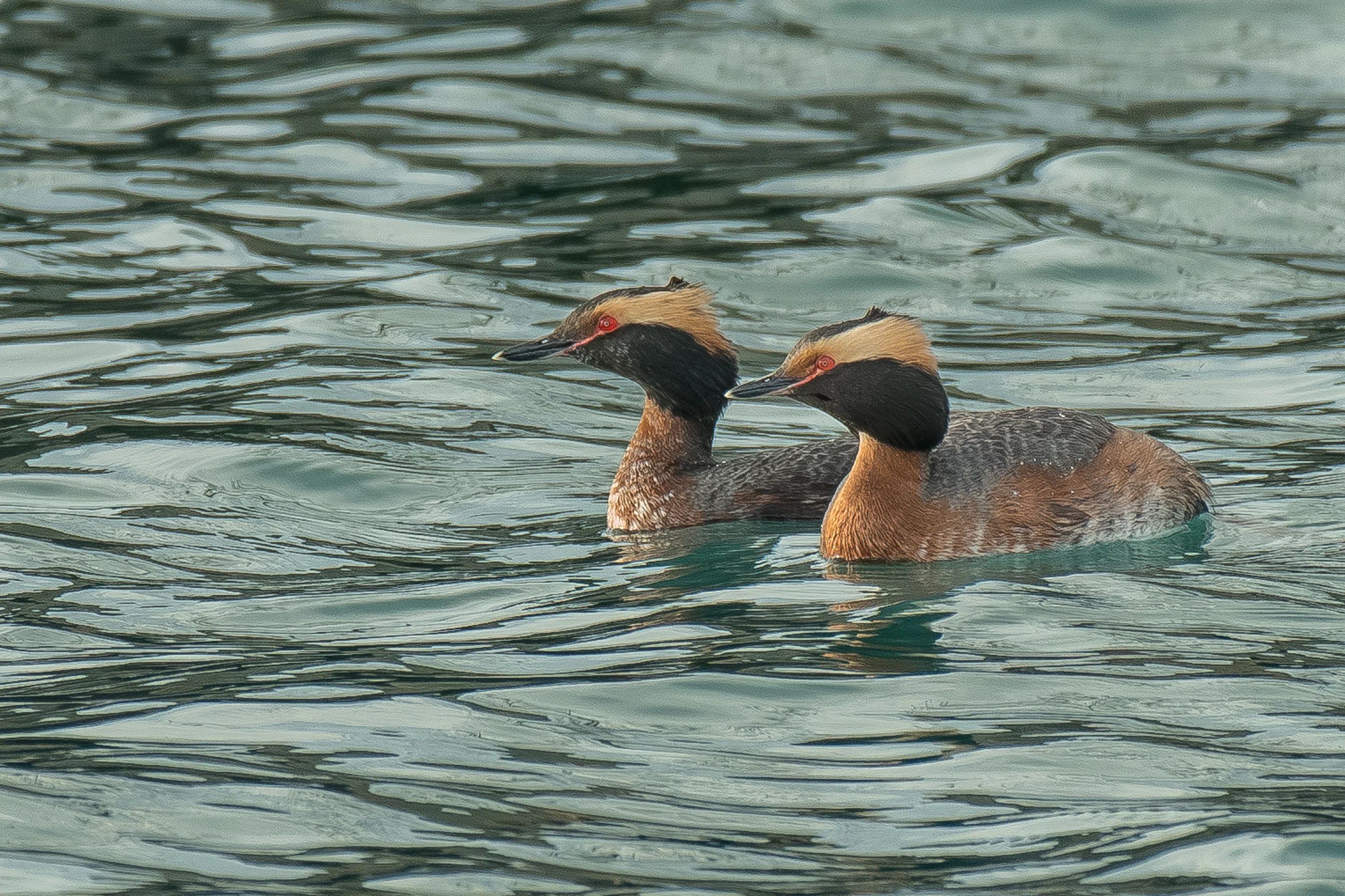 シカゴでバードウォッチング！】 Horned Grebe ミミカイツブリ｜ローリー