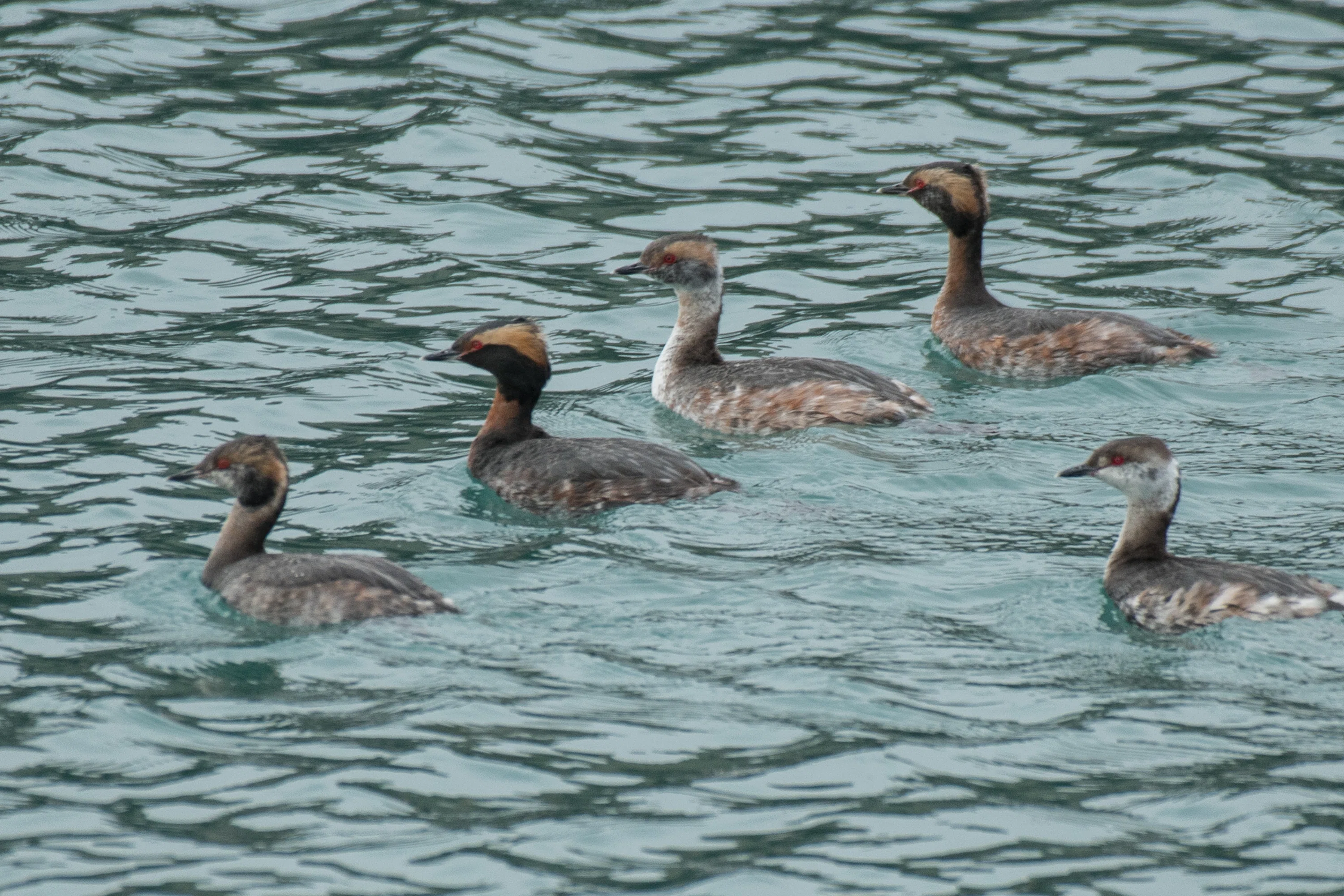 水鳥ツガイ シカゴでバードウォッチング！】 Horned Grebe ミミカイツブリ｜ローリー