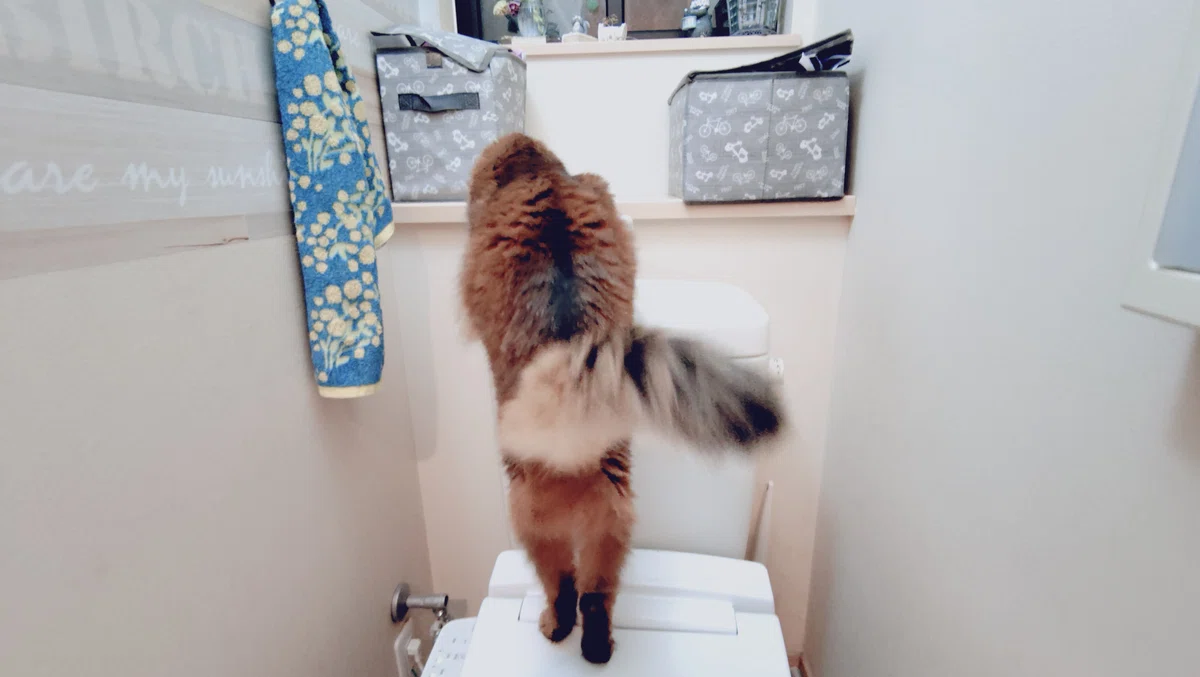便座の蓋の上に、どっしりと鎮座する茶色いモフモフ(猫)