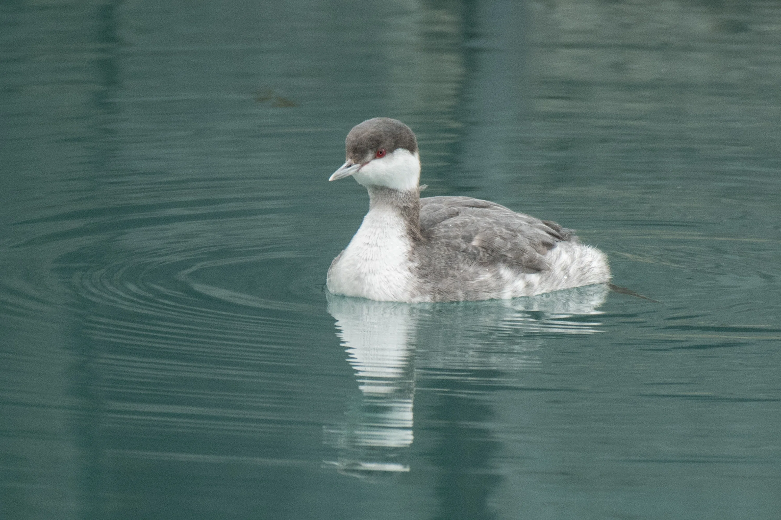 シカゴでバードウォッチング！】 Horned Grebe ミミカイツブリ｜ローリー