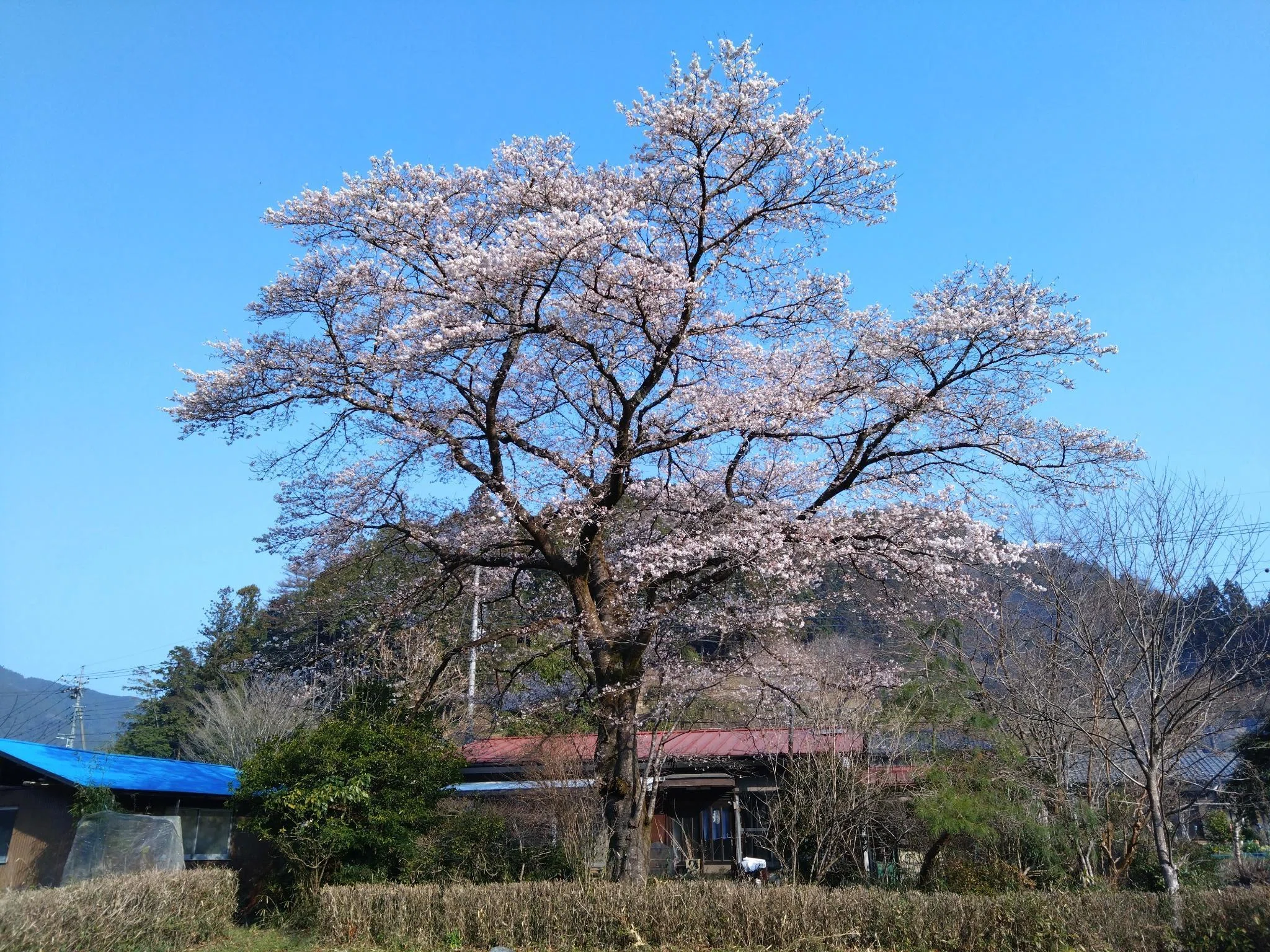 これから、自分用のお花見に｜樹木も人も笑顔に、樹木医mimi