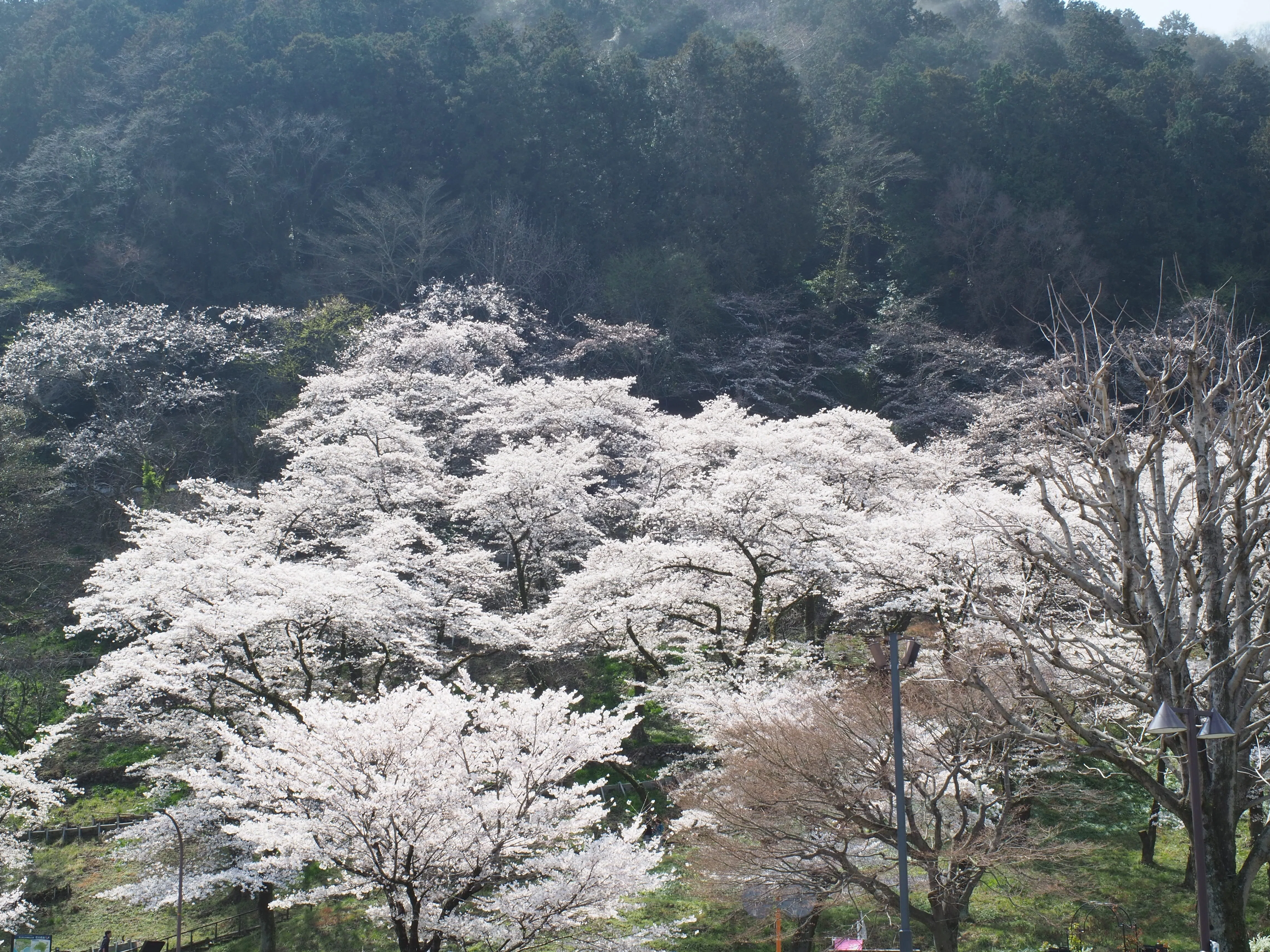 津久井湖「花の苑地」で花見。子連れでも行きやすい桜スポットだった