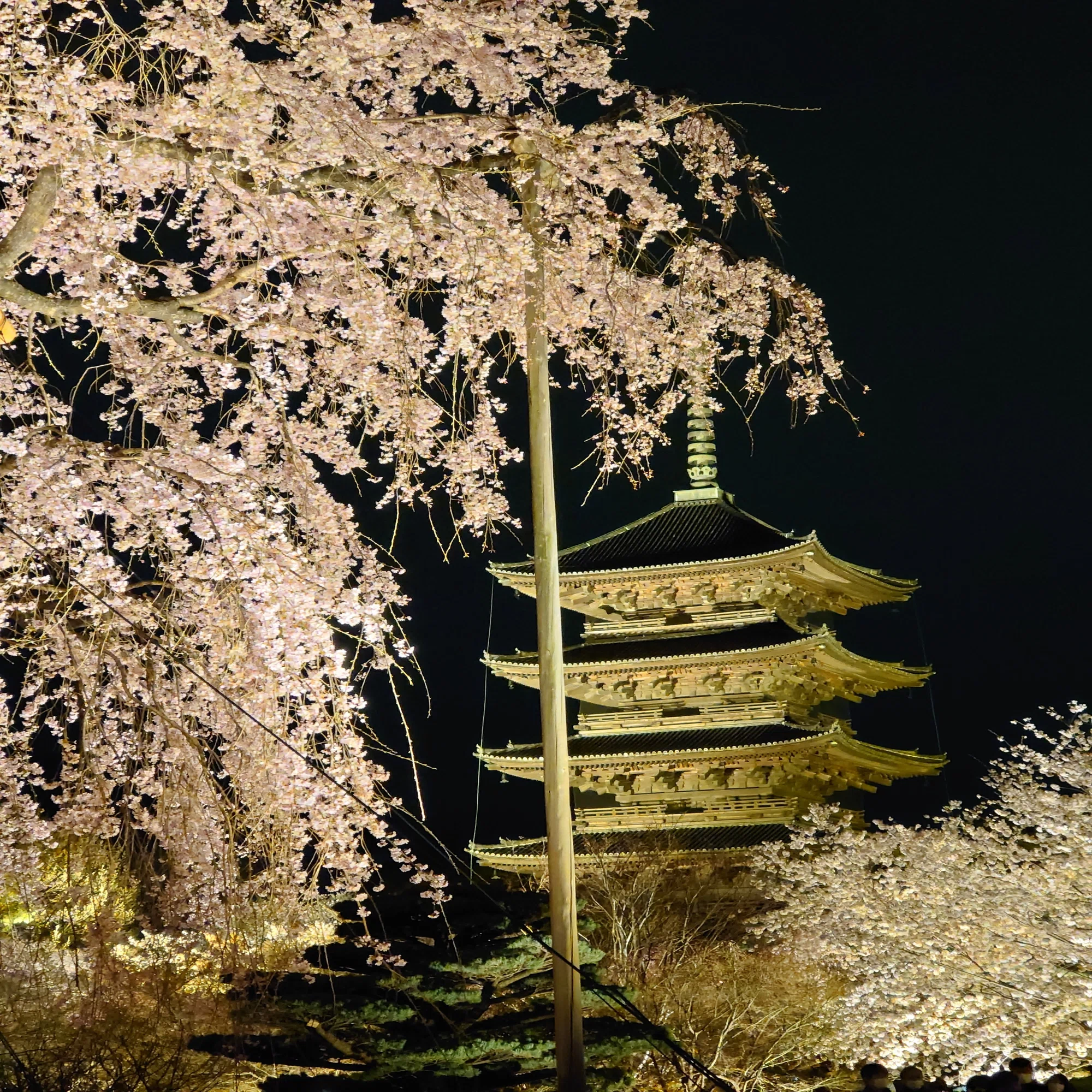 京都の夜桜は半端ない。昼の喧騒を捨てる「大人の極上・夜桜ルート」と 