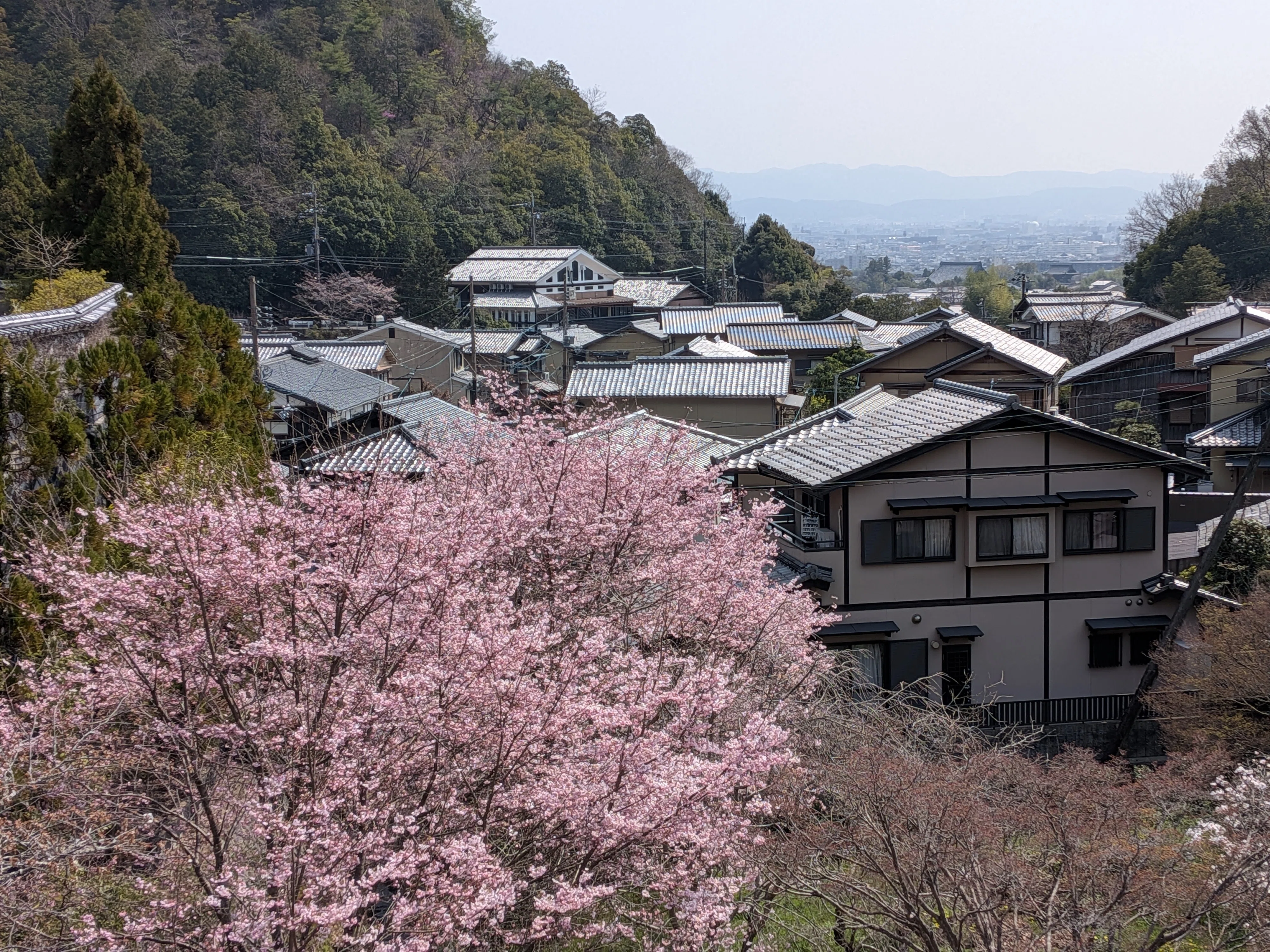 春の京都🌸穴場めぐり】清滝～大覚寺～広隆寺｜さりー