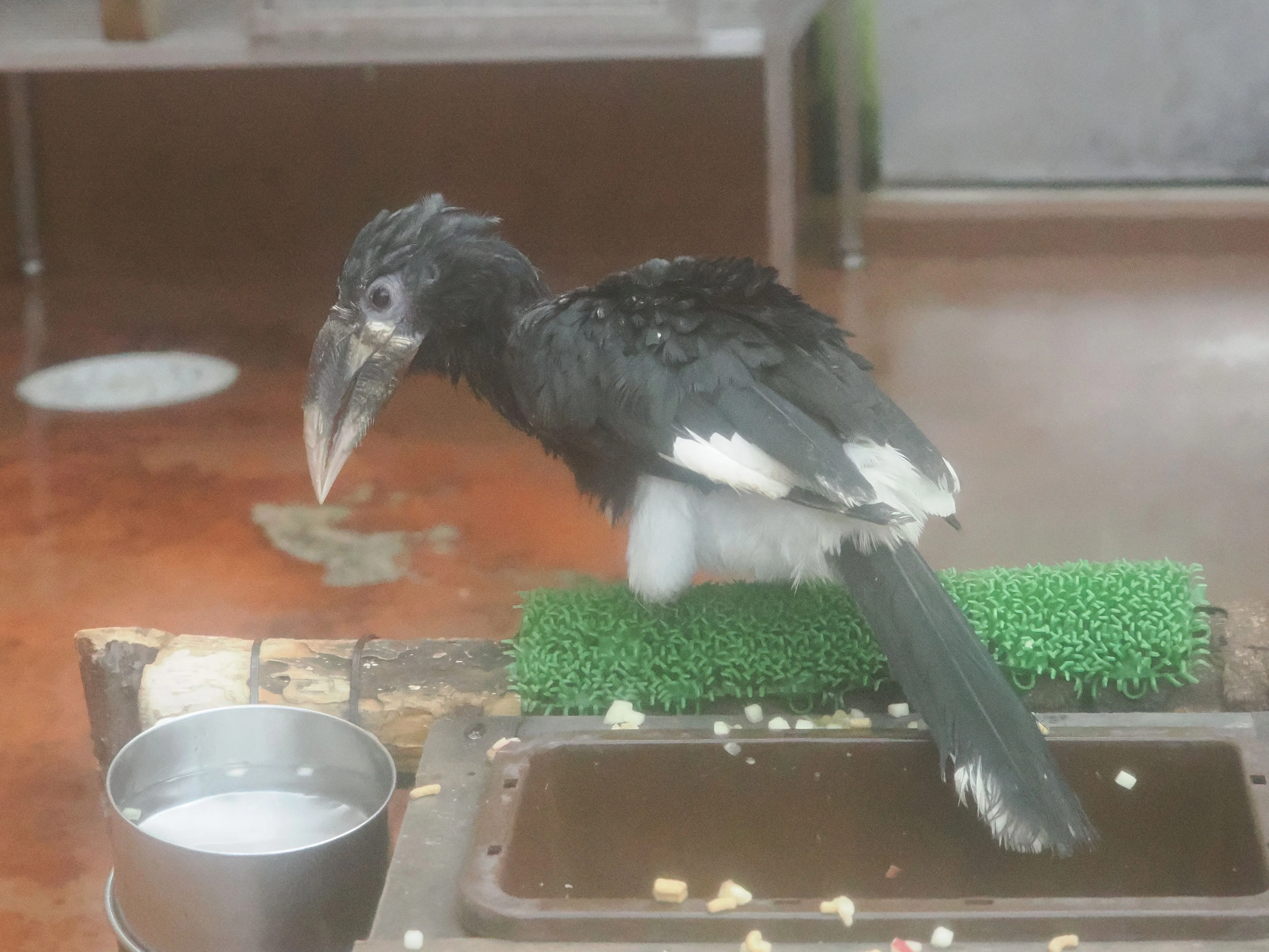 小型のサイチョウ│パイプコブサイチョウ Piping Hornbill｜M_ayumi