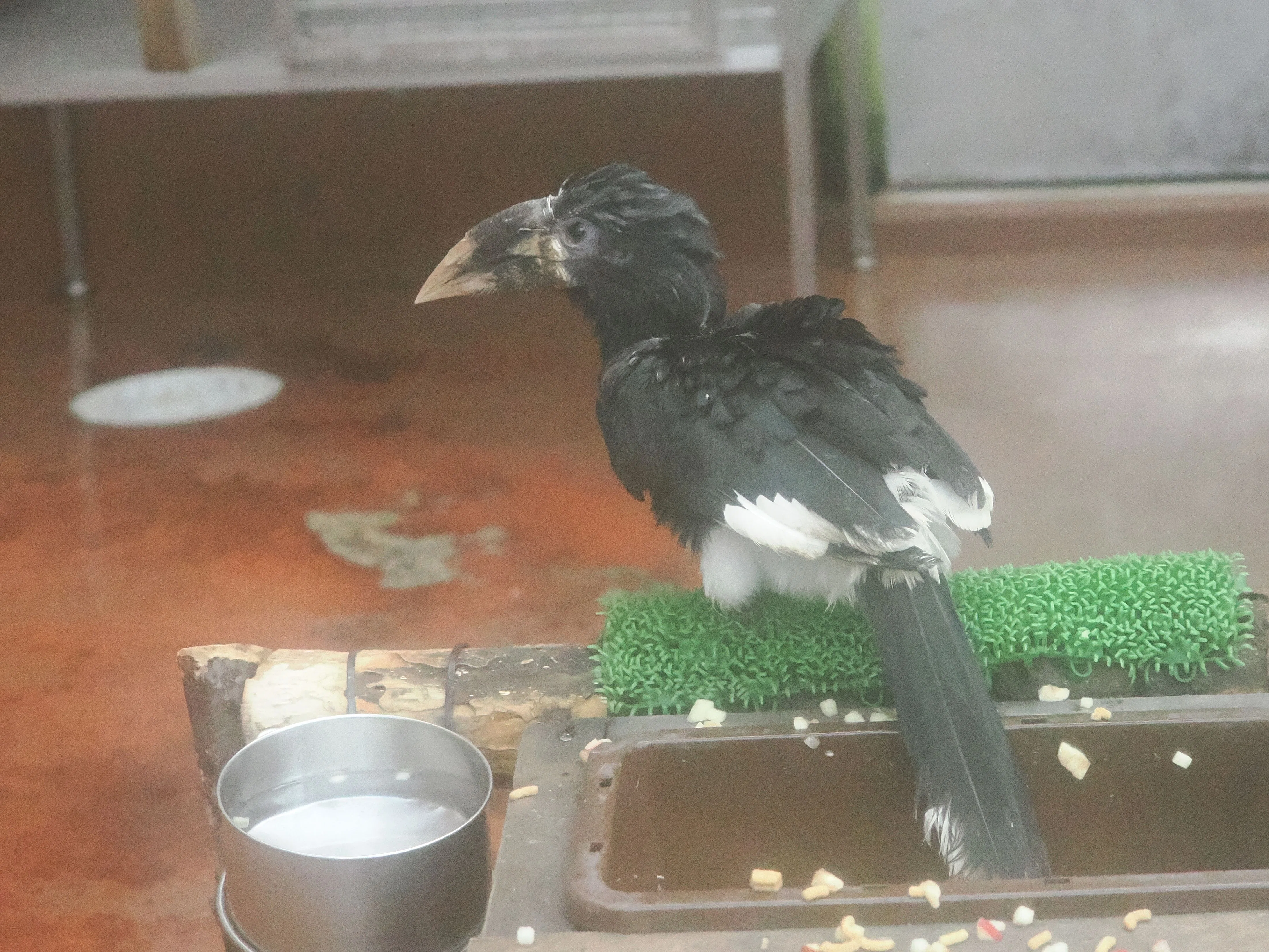 小型のサイチョウ│パイプコブサイチョウ Piping Hornbill｜M_ayumi