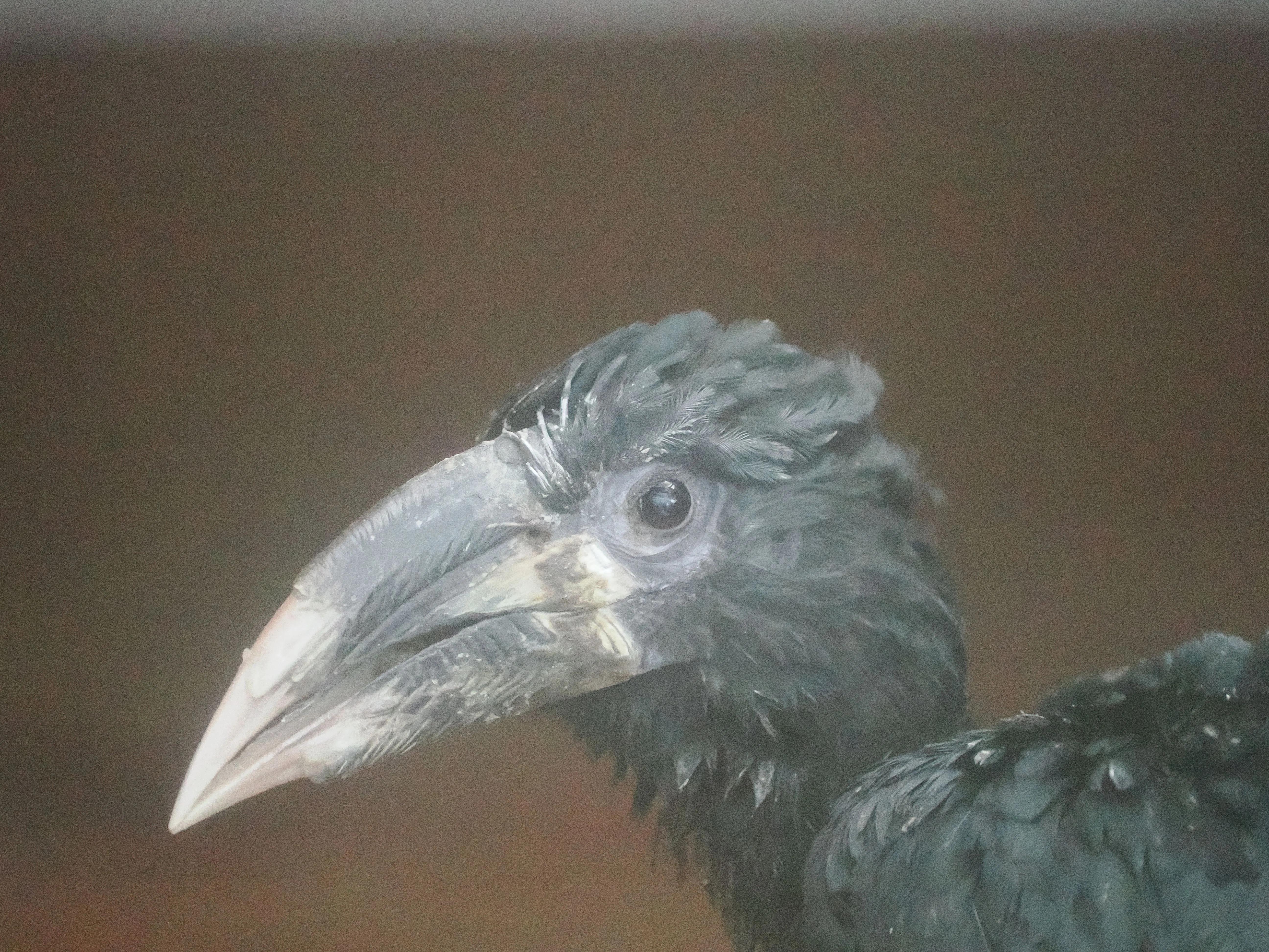 小型のサイチョウ│パイプコブサイチョウ Piping Hornbill｜M_ayumi