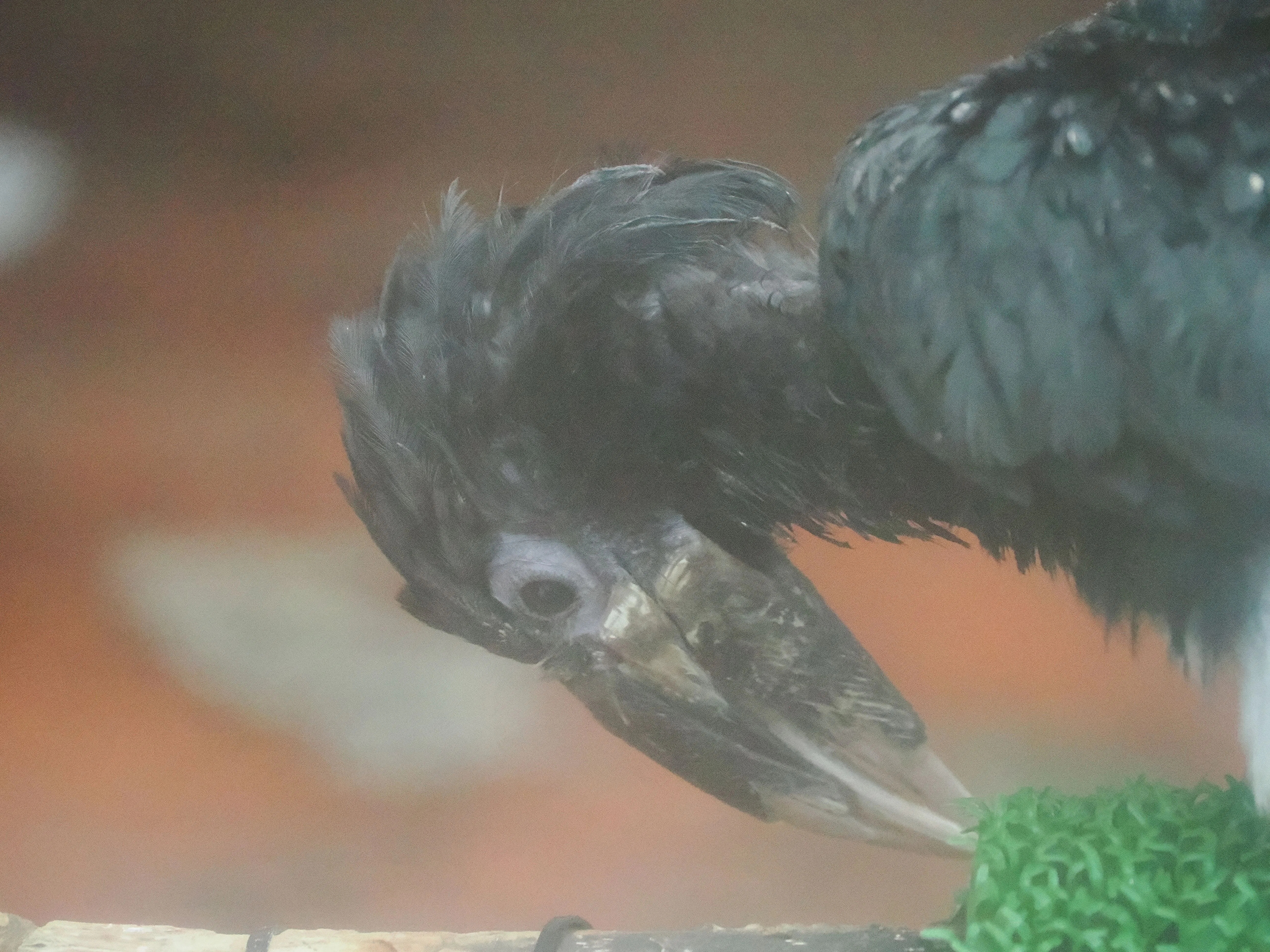 小型のサイチョウ│パイプコブサイチョウ Piping Hornbill｜M_ayumi