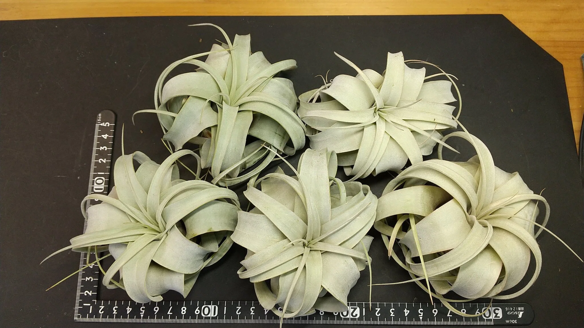 Tillandsia Arrival List 3/27｜NatureGarden🌿神田