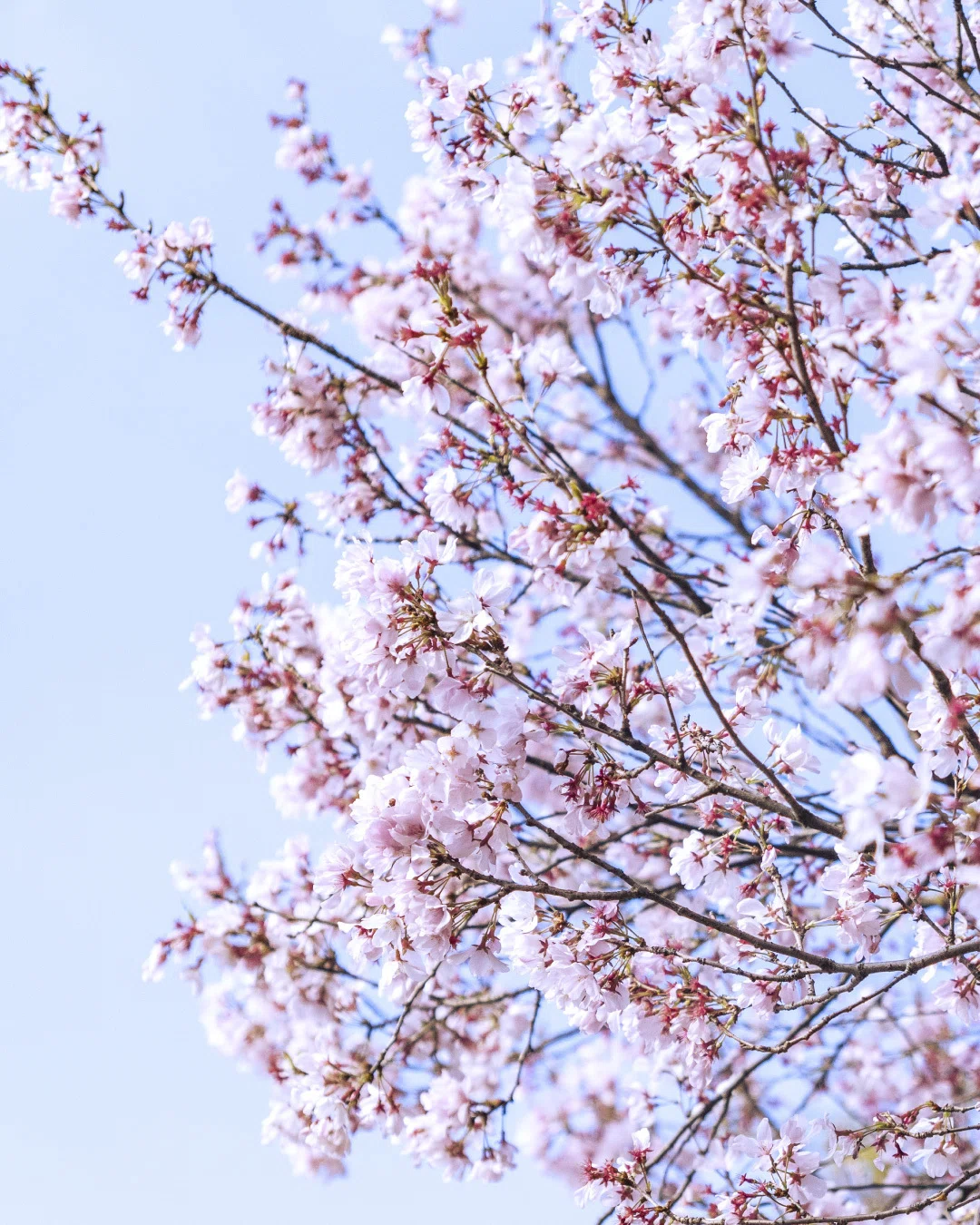 井の頭公園のスケッチと、桜が咲いた話｜A Life in Sketches no.0011