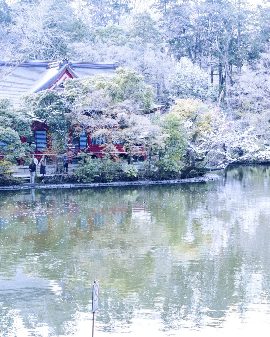 1135☆水彩画原画　[春の井の頭公園] 桜の風景 井の頭公園のスケッチと、桜が咲いた話｜A Life in Sketches no.0011