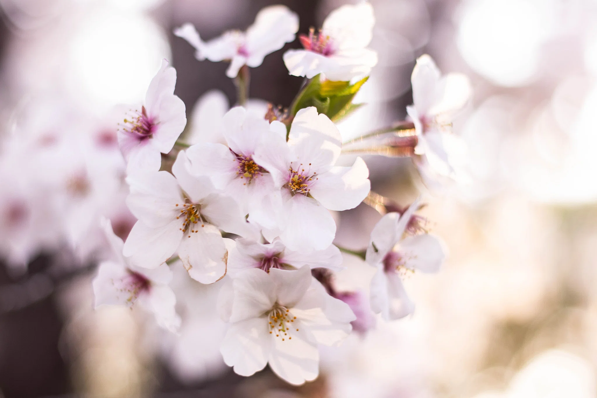 桜ってなんで咲くの？〜実もつけないのに咲く理由を、お子さんに説明