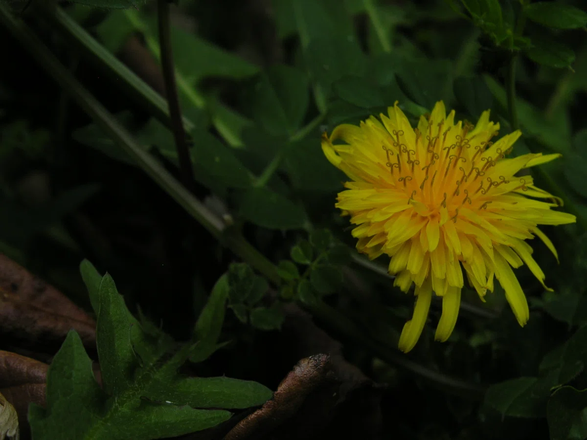 オールドコンデジで撮る庭の小さな花｜林白果