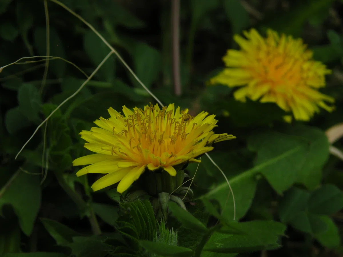オールドコンデジで撮る庭の小さな花｜林白果