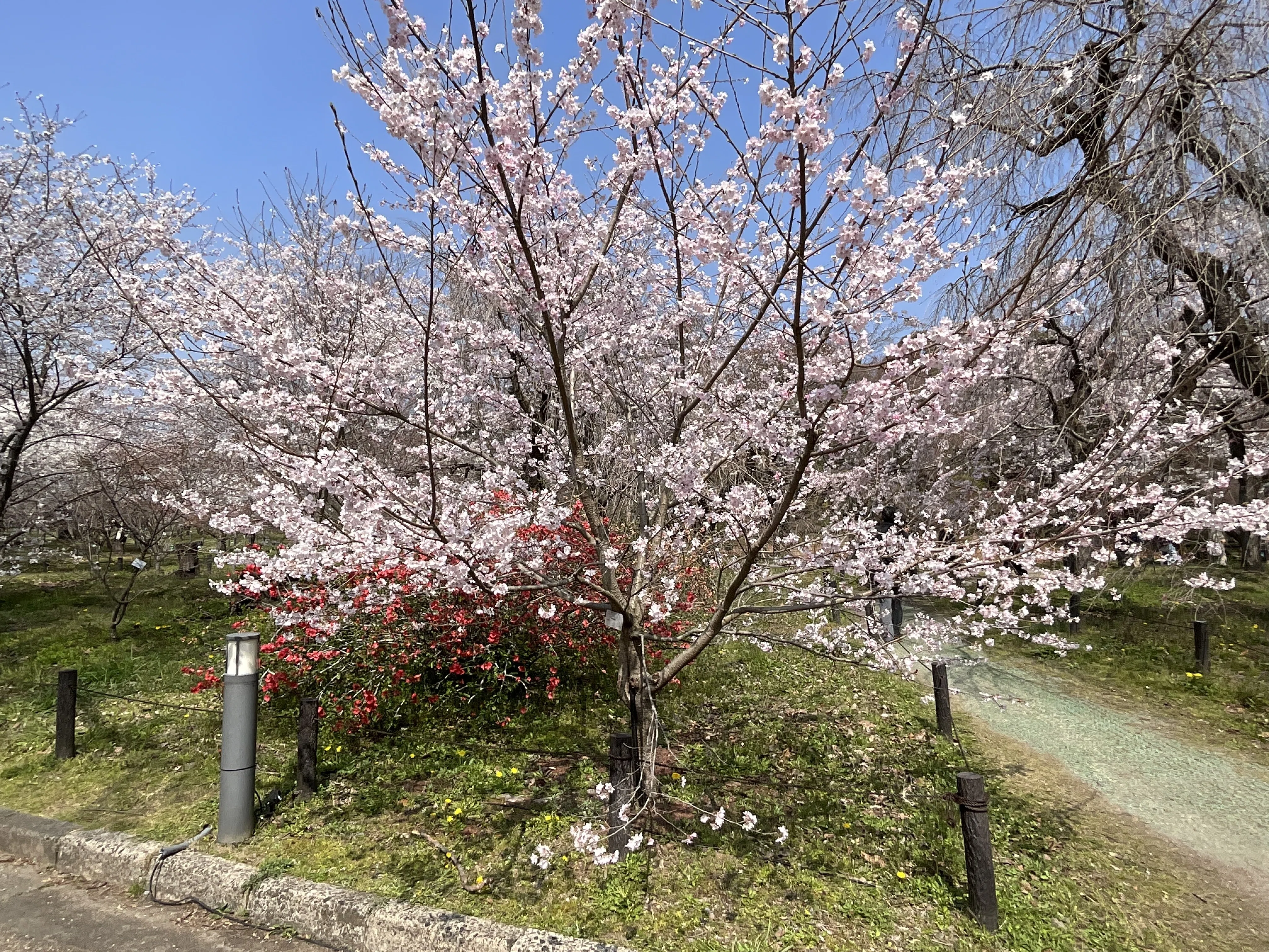 三春滝桜（京都府立植物園）：2026年3月27日（金）｜藤井秀昭（『京都