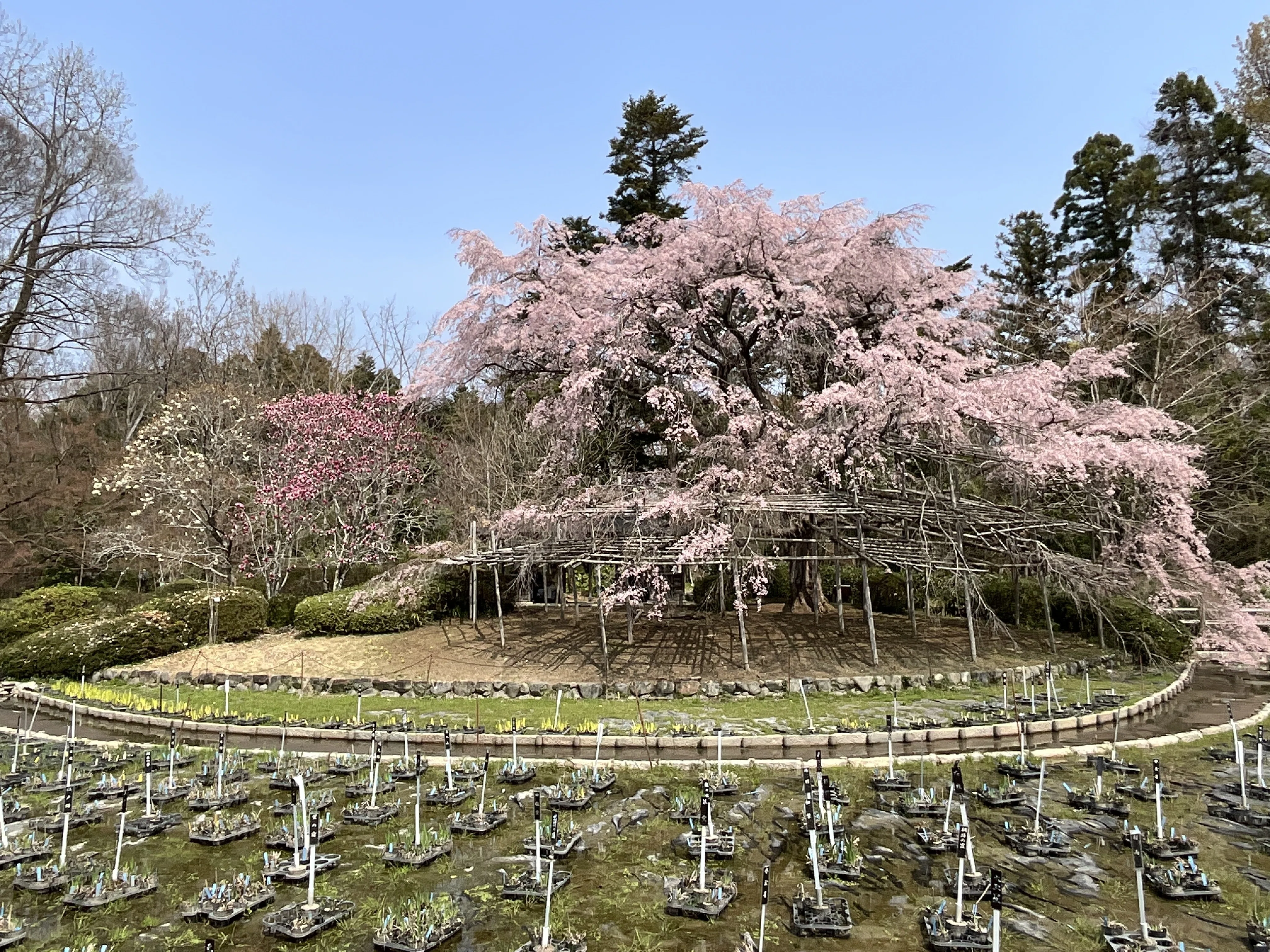 桜咲 一橋50年 オオシダレザクラ（京都府立植物園）No.29：2026年3月27日（金）｜藤井