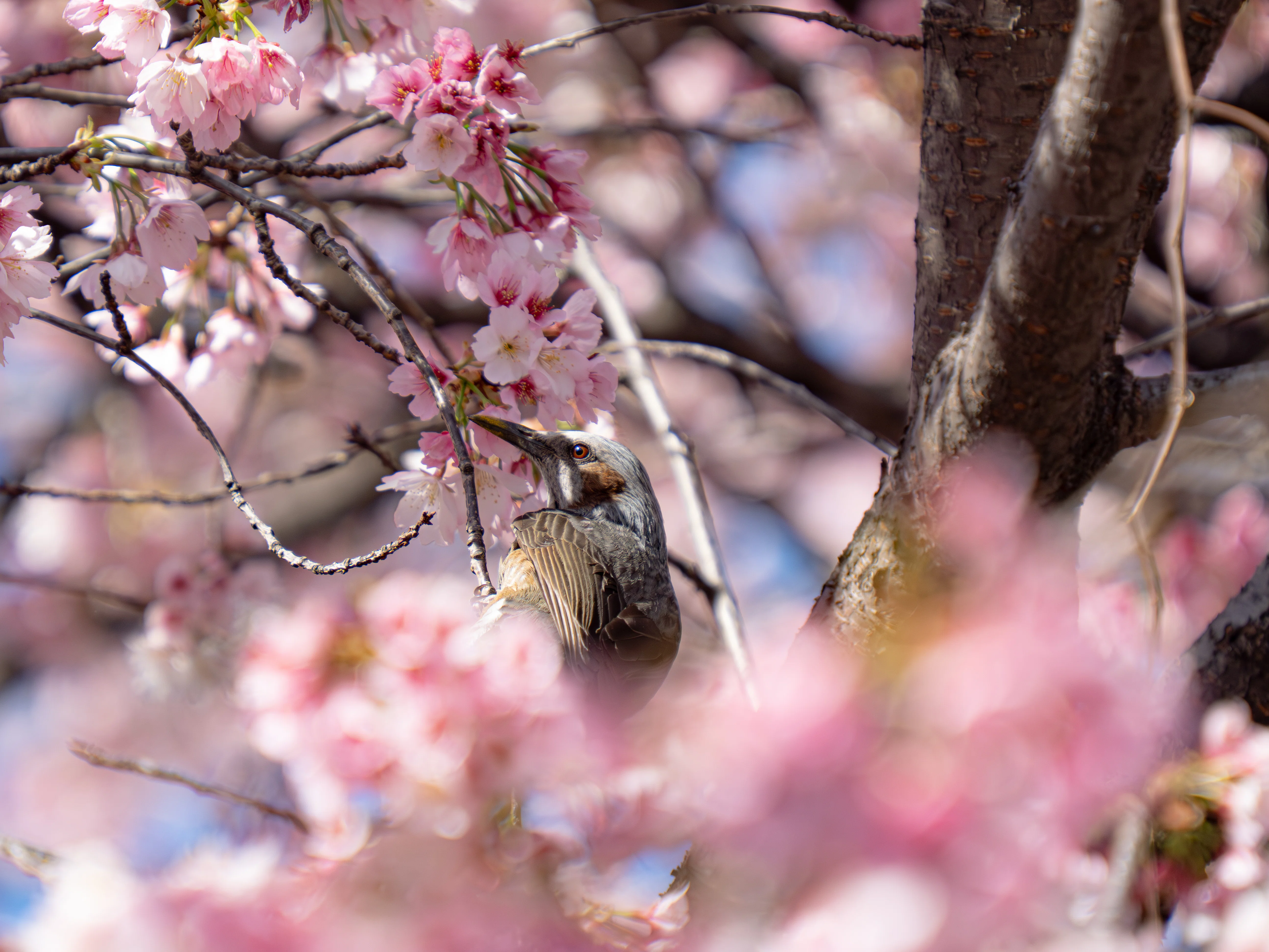 今月撮った写真のあれこれ｜平乃ひら