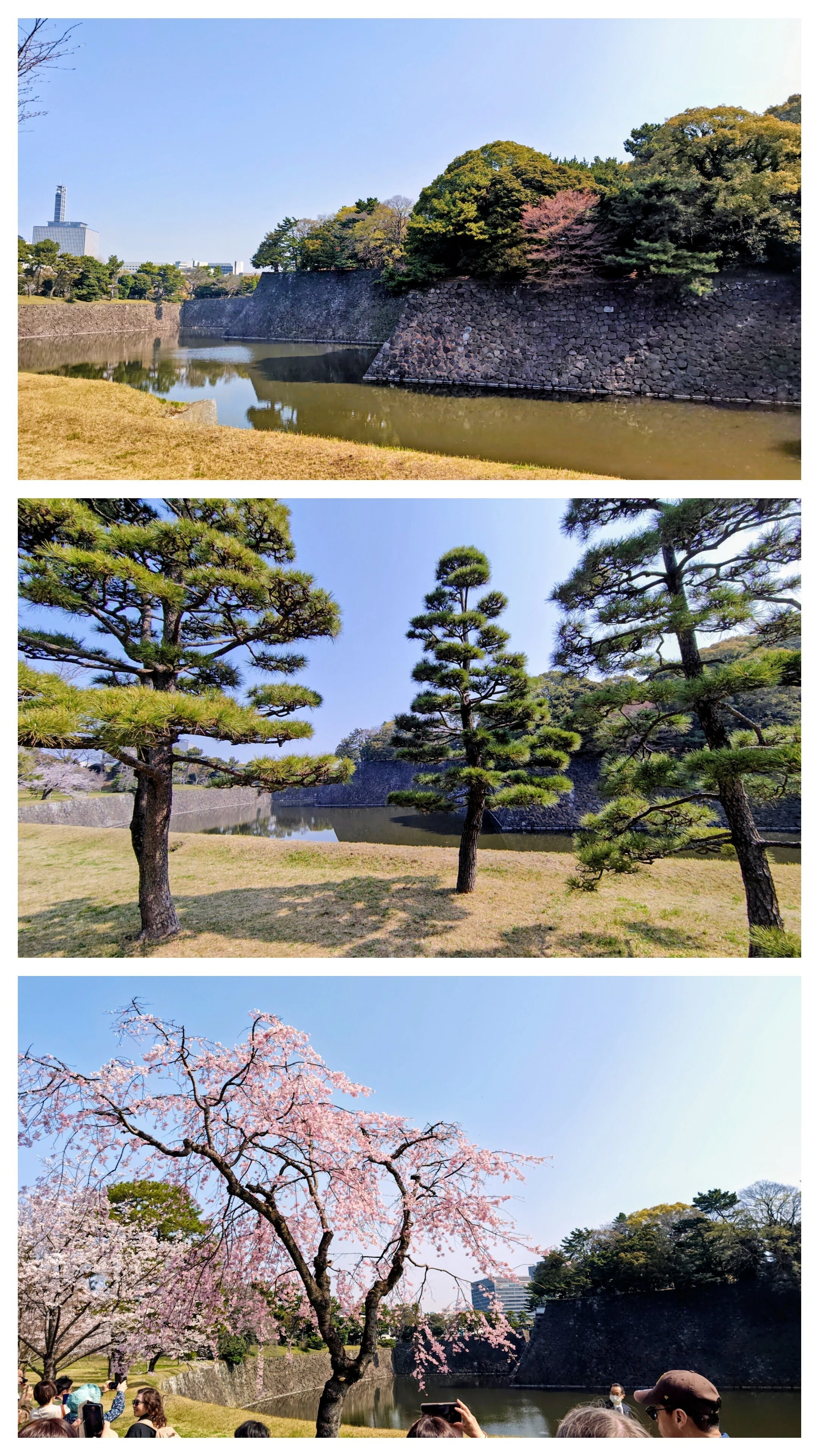 🌸桜が見頃🌸〜「皇居乾通り一般公開」に行ってきました｜涼風堂