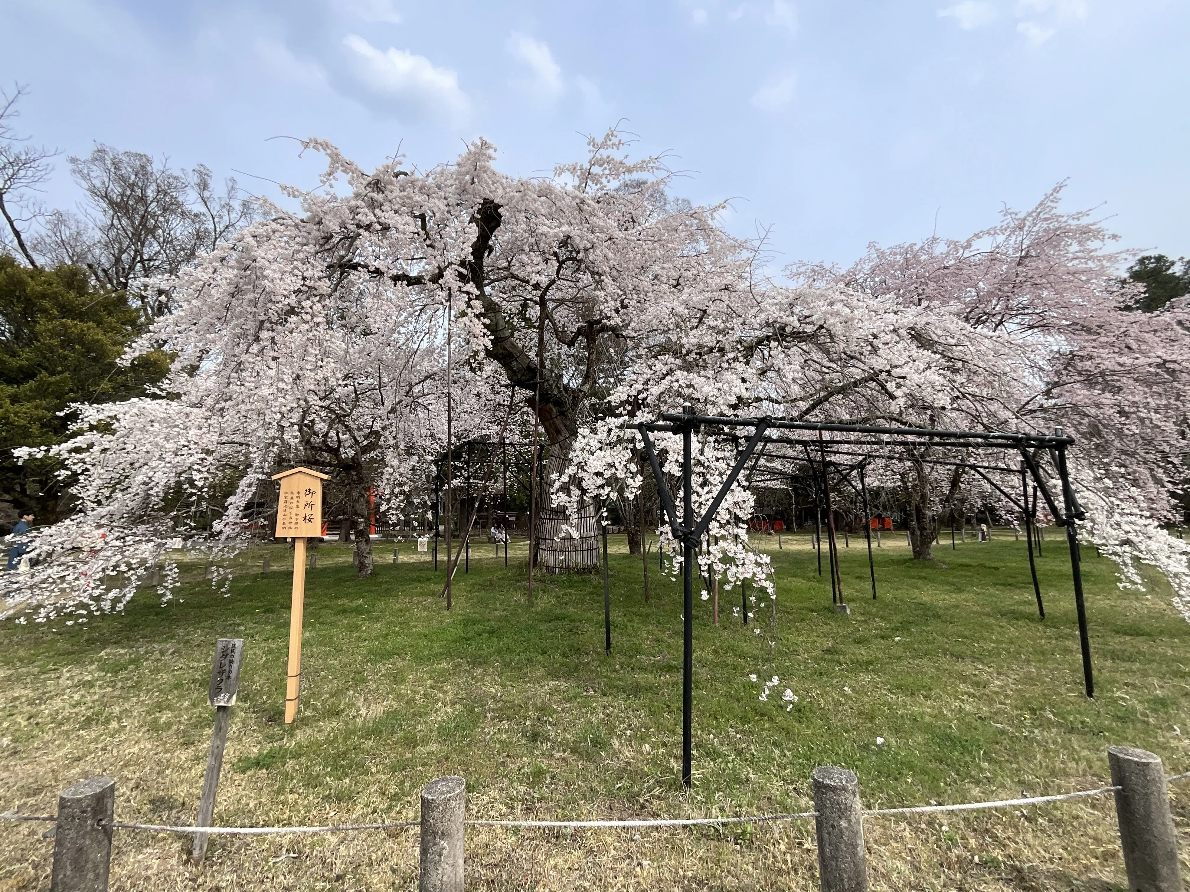 上賀茂神社の御所桜と親王桜：2026年3月29日（日）｜藤井秀昭（『京都