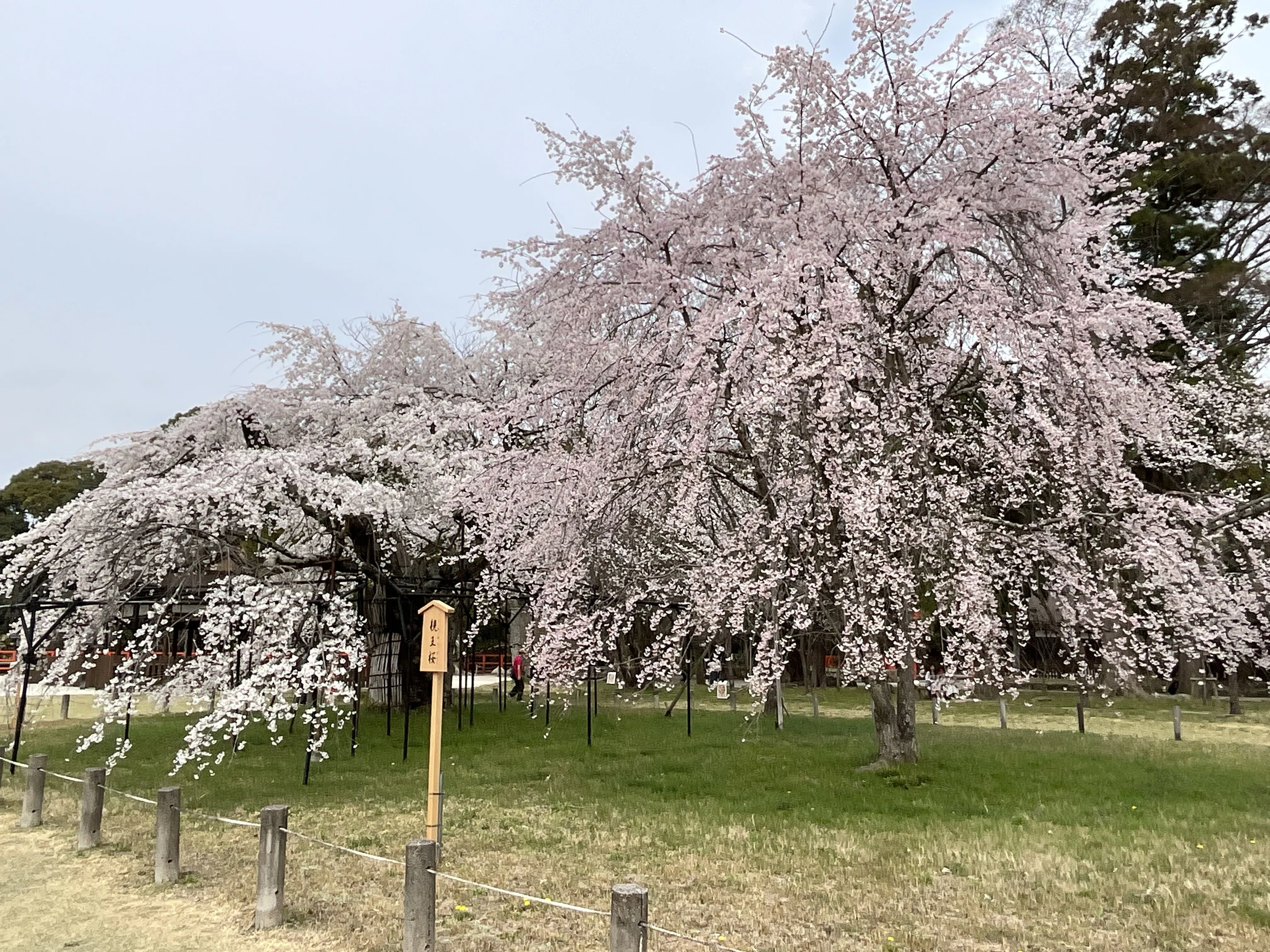 日本画　上賀茂の櫻 上賀茂神社の御所桜と親王桜：2026年3月29日（日）｜藤井秀昭（『京都