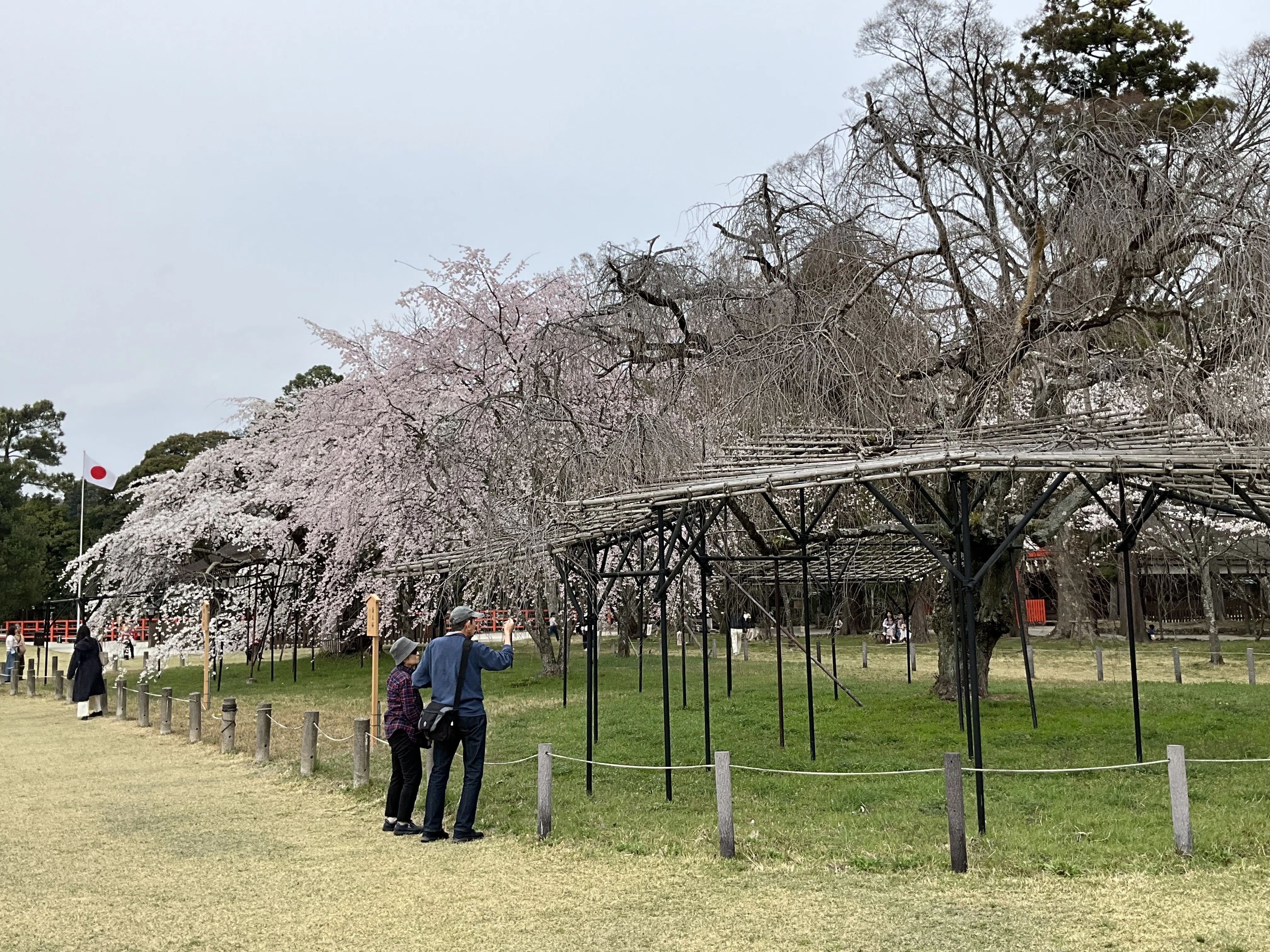上賀茂神社の御所桜と親王桜：2026年3月29日（日）｜藤井秀昭（『京都