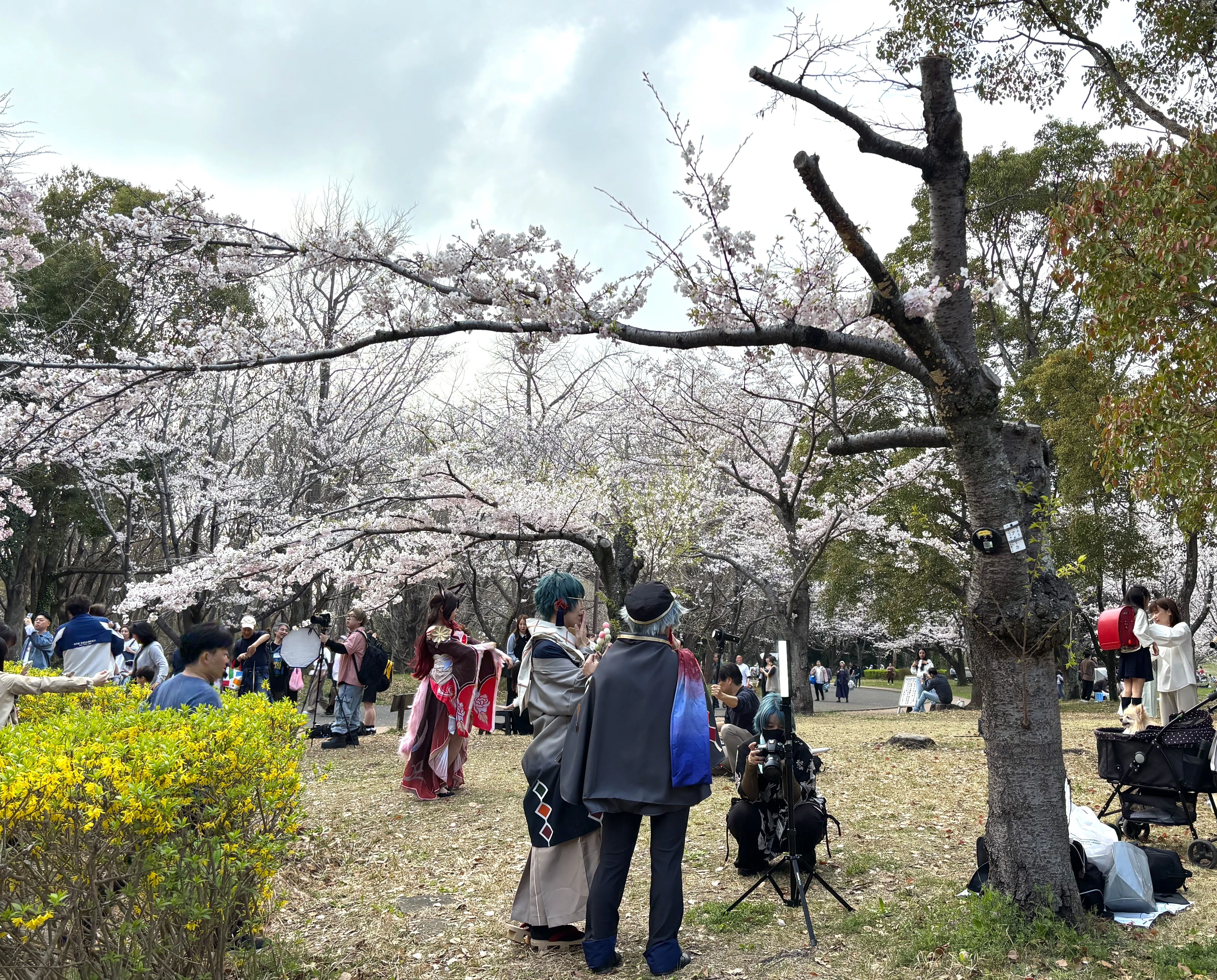 春のぶらぶら歩き――青葉の森公園、桜とコスプレと我慢のビール｜櫻田