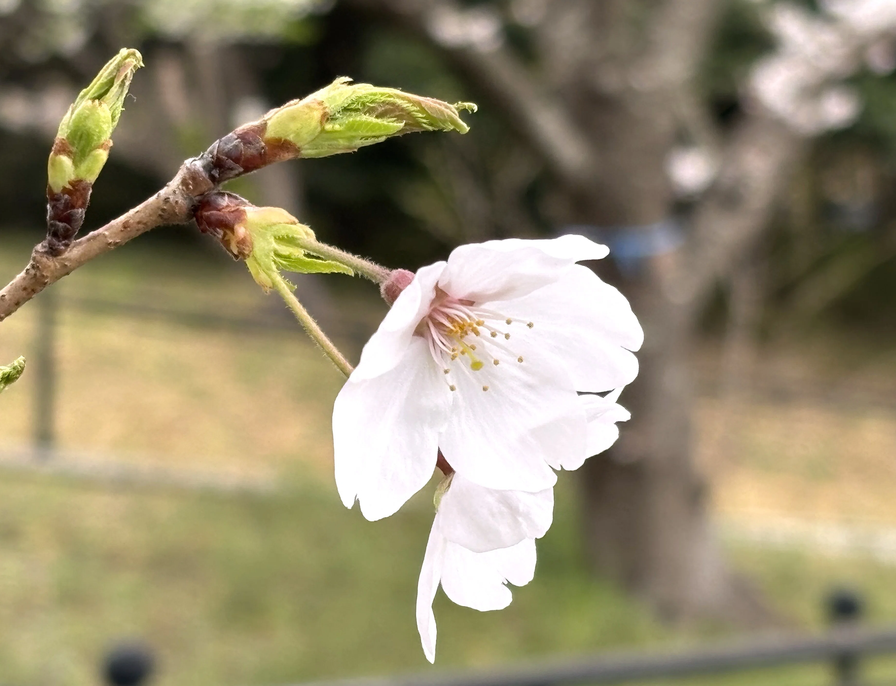 春のぶらぶら歩き――青葉の森公園、桜とコスプレと我慢のビール｜櫻田