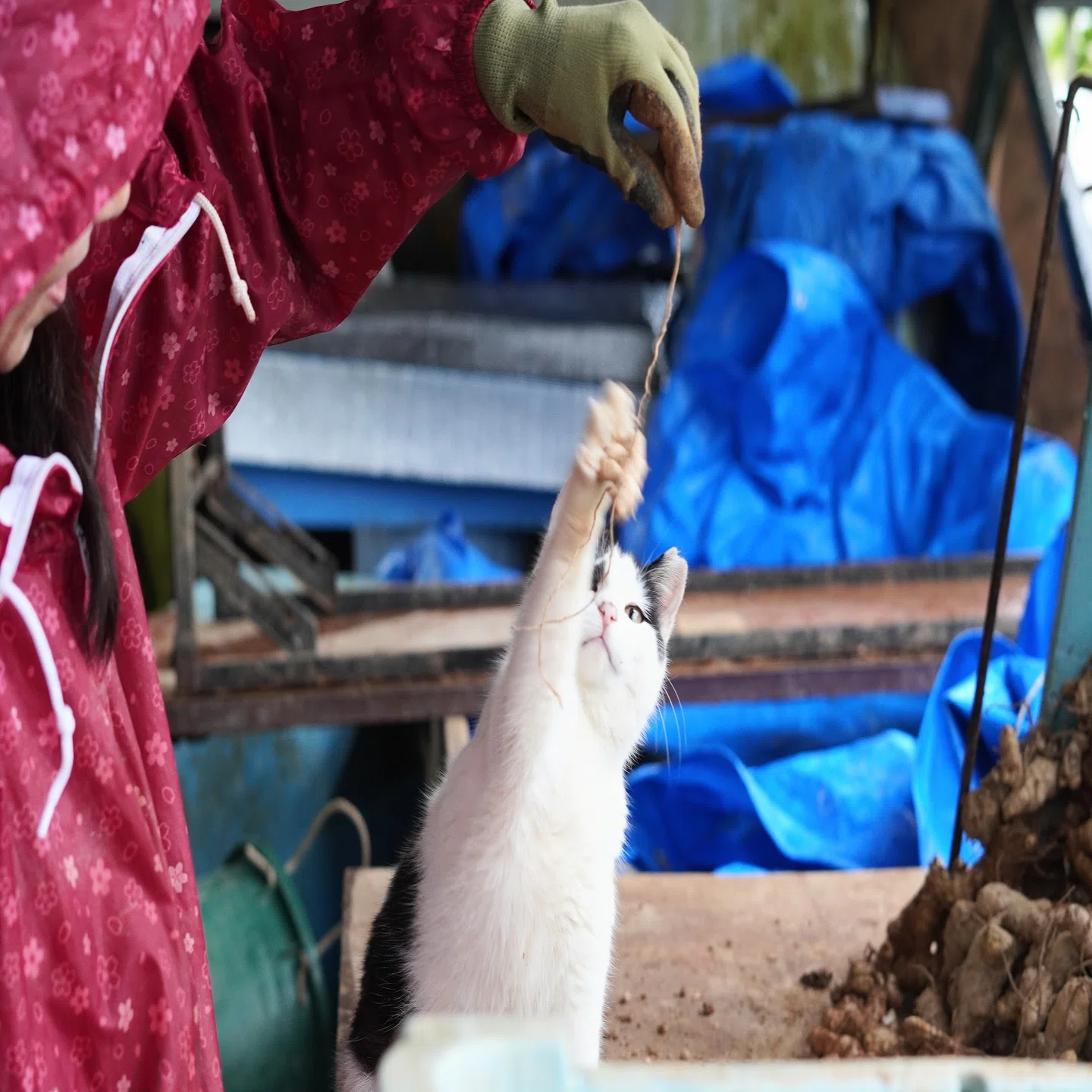 やんばるの農家で猫と一緒にはたらく1日｜おさつ