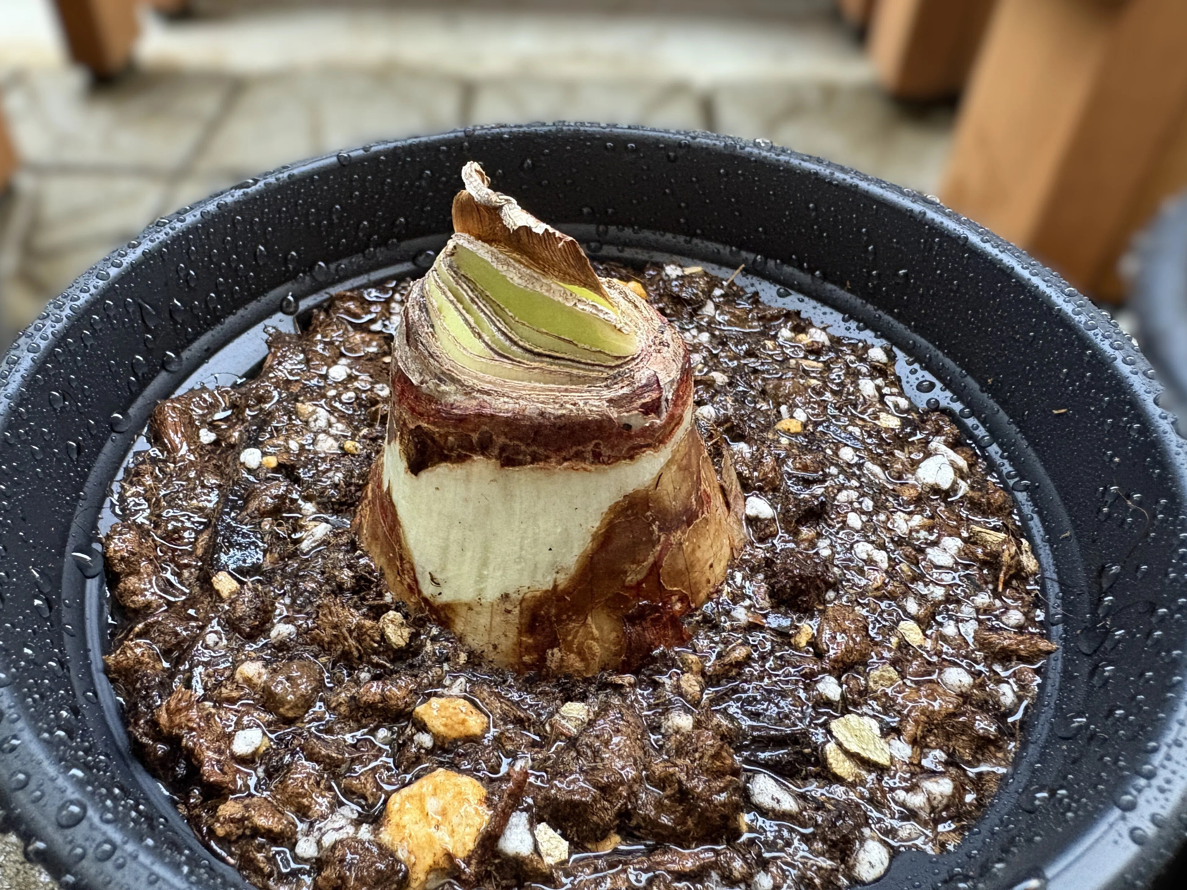 アマリリス(ヒッペアストラム)｜初めての春植え球根、室内で花が咲く