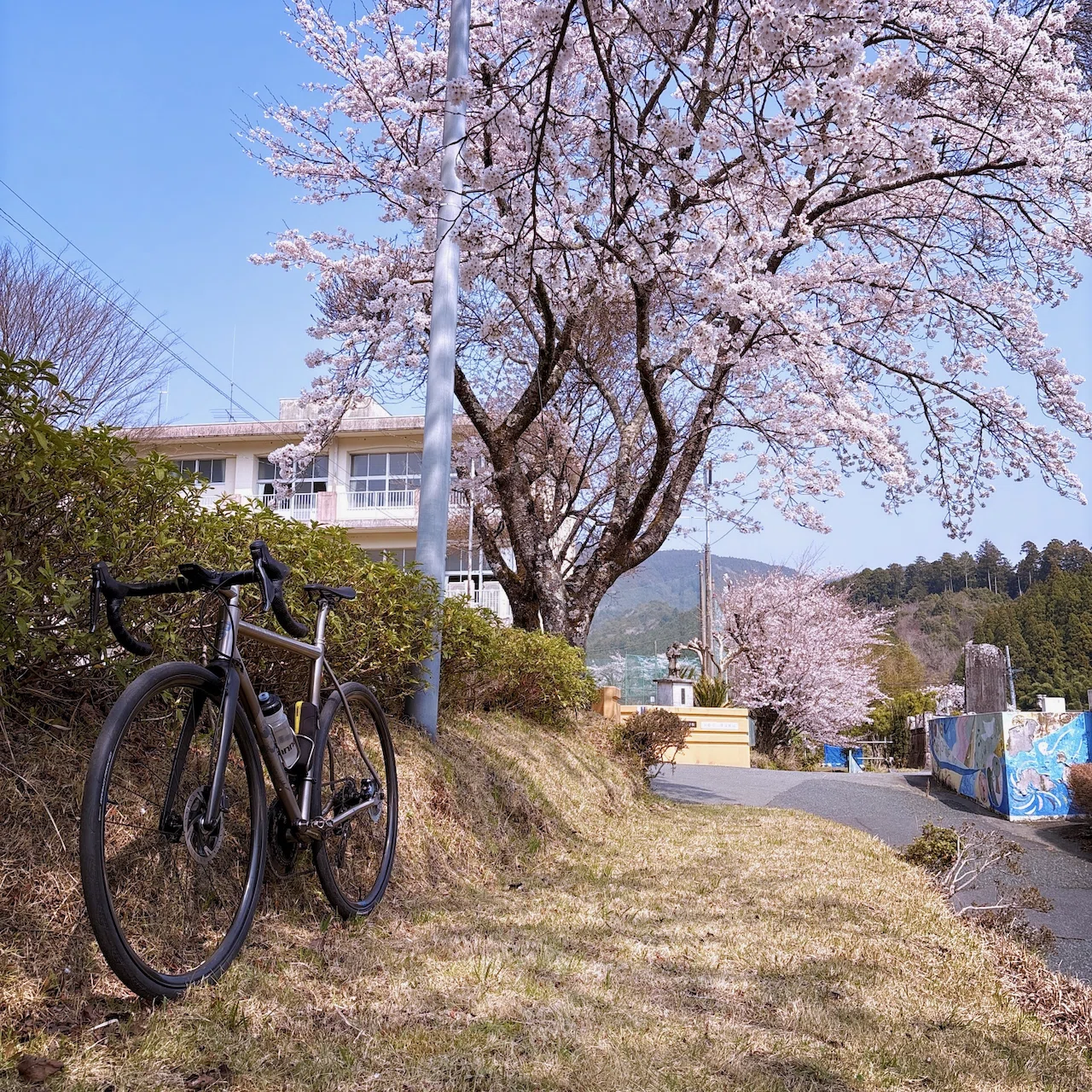 Bike Ride 桜満開ライド 2026/03/29｜Mick Kamihara