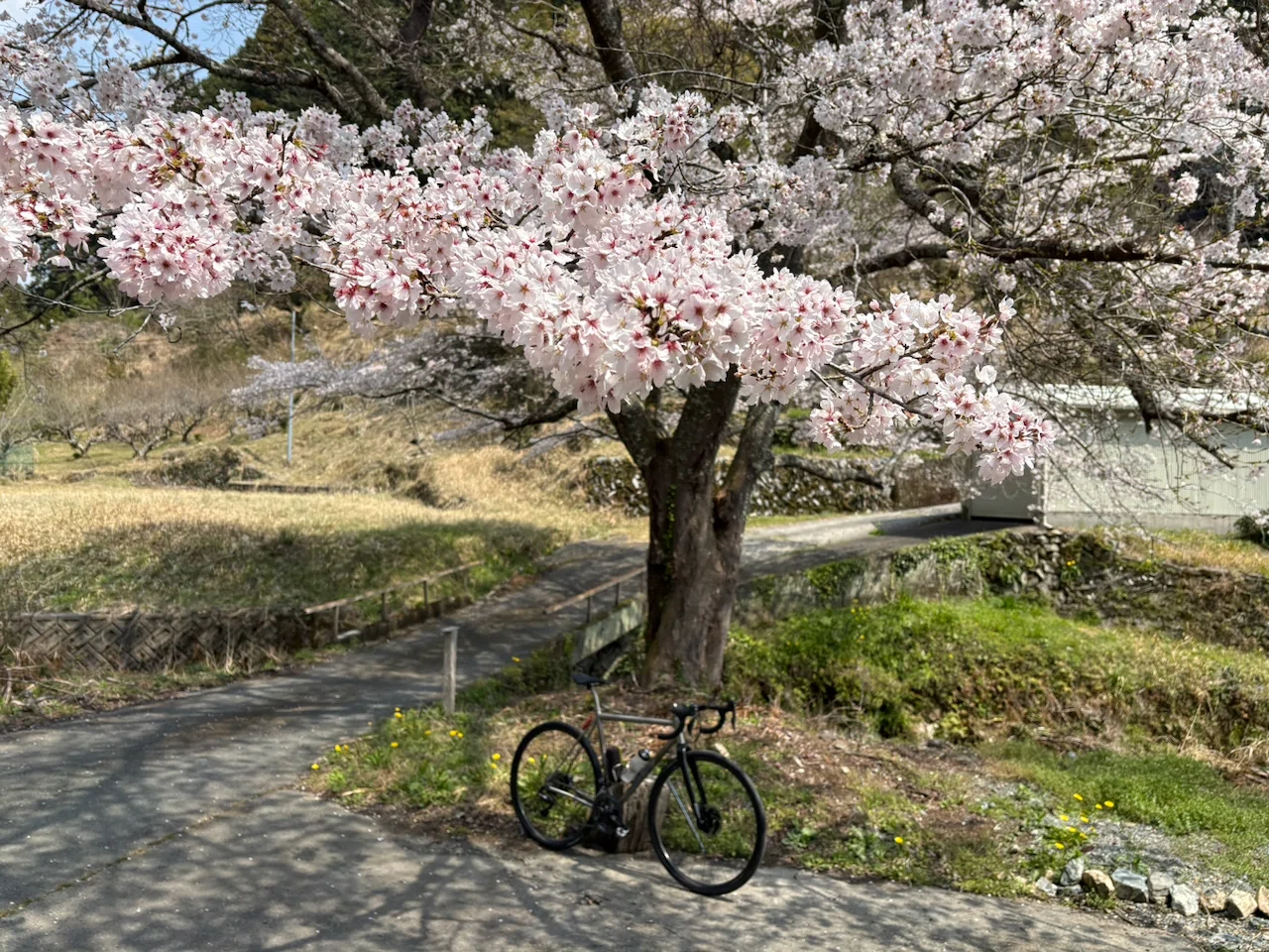 桜輪切のローテーブル㉜　桜の綺麗な年輪がいいですよ❕ 桜輪切のローテーブル㉜ 桜の綺麗な年輪がいいですよ❕ 【公式通販】