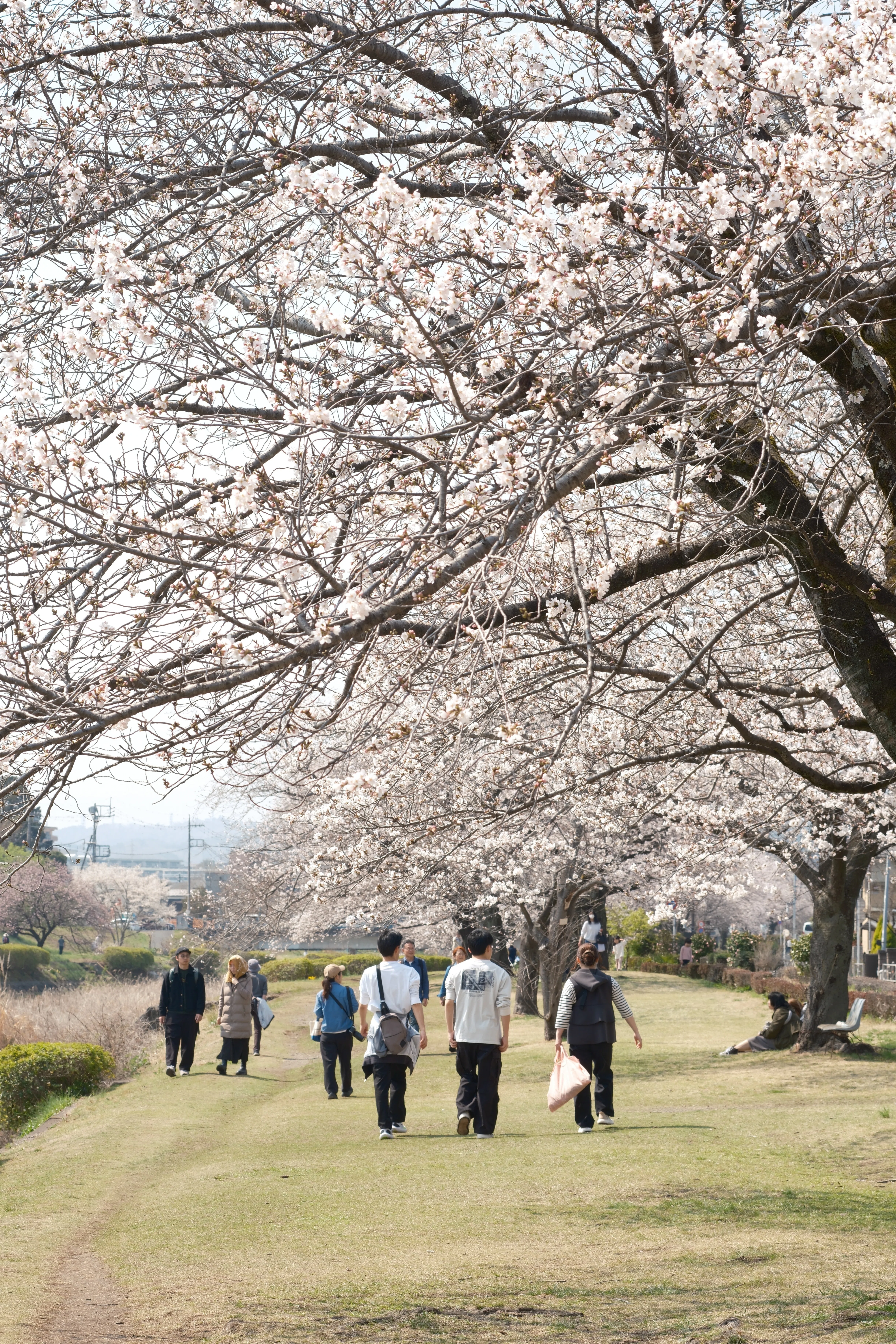 お花見 X-T5を持って、お花見散歩へ｜daisuketashiro