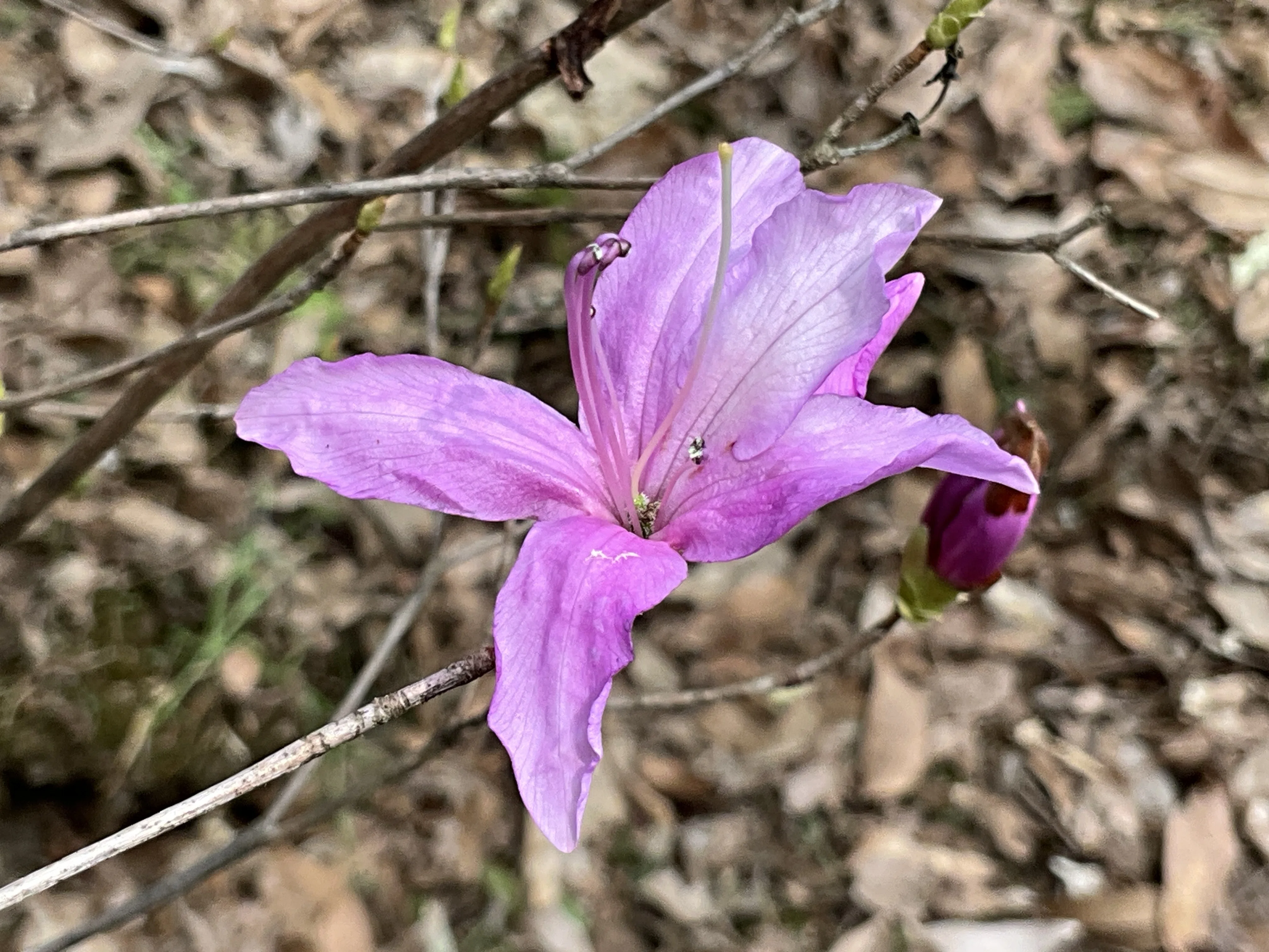 キヨスミミツバツツジ（京都府立植物園）：2026年3月31日（火）｜藤井