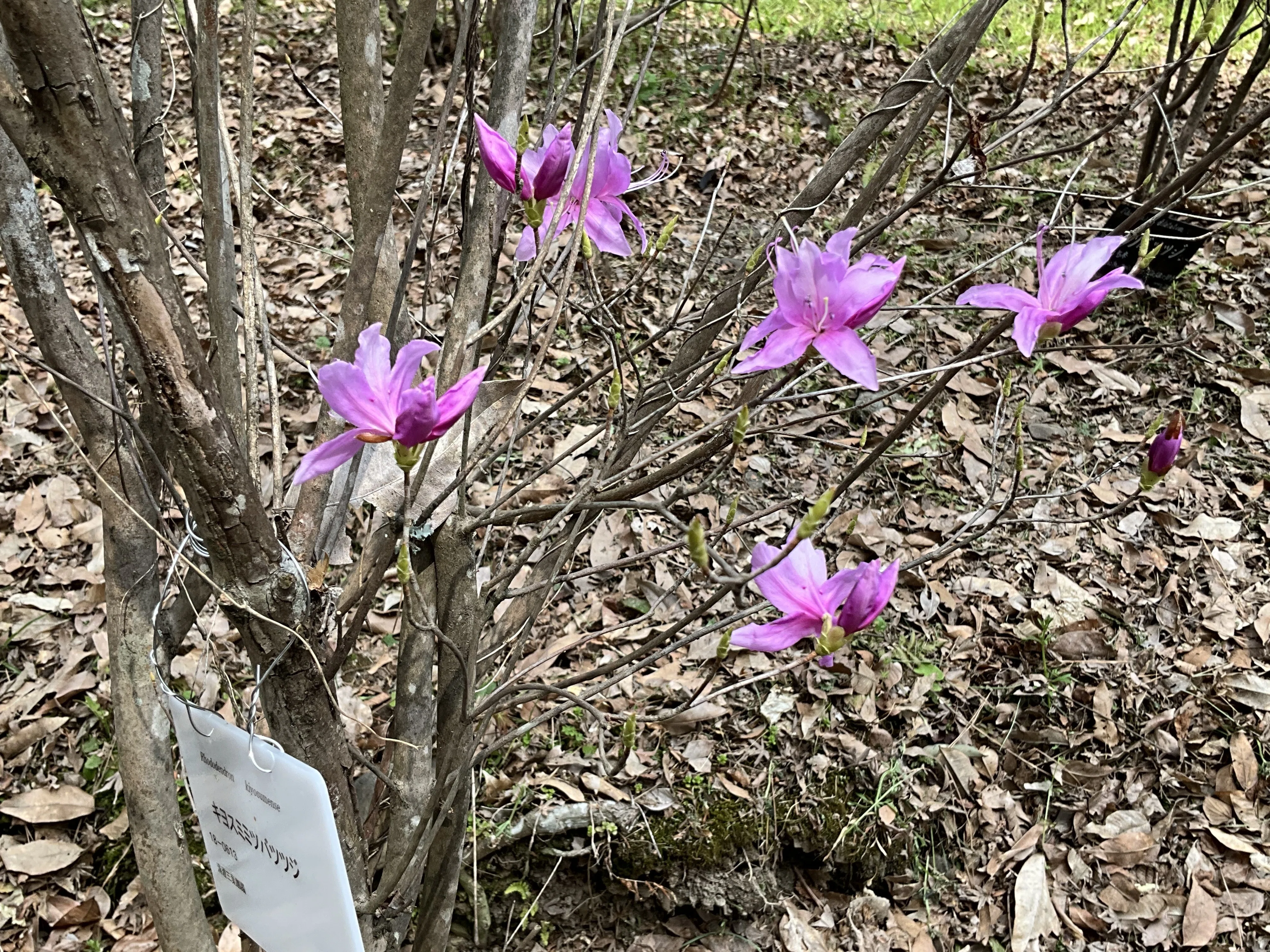 キヨスミミツバツツジ（京都府立植物園）：2026年3月31日（火）｜藤井