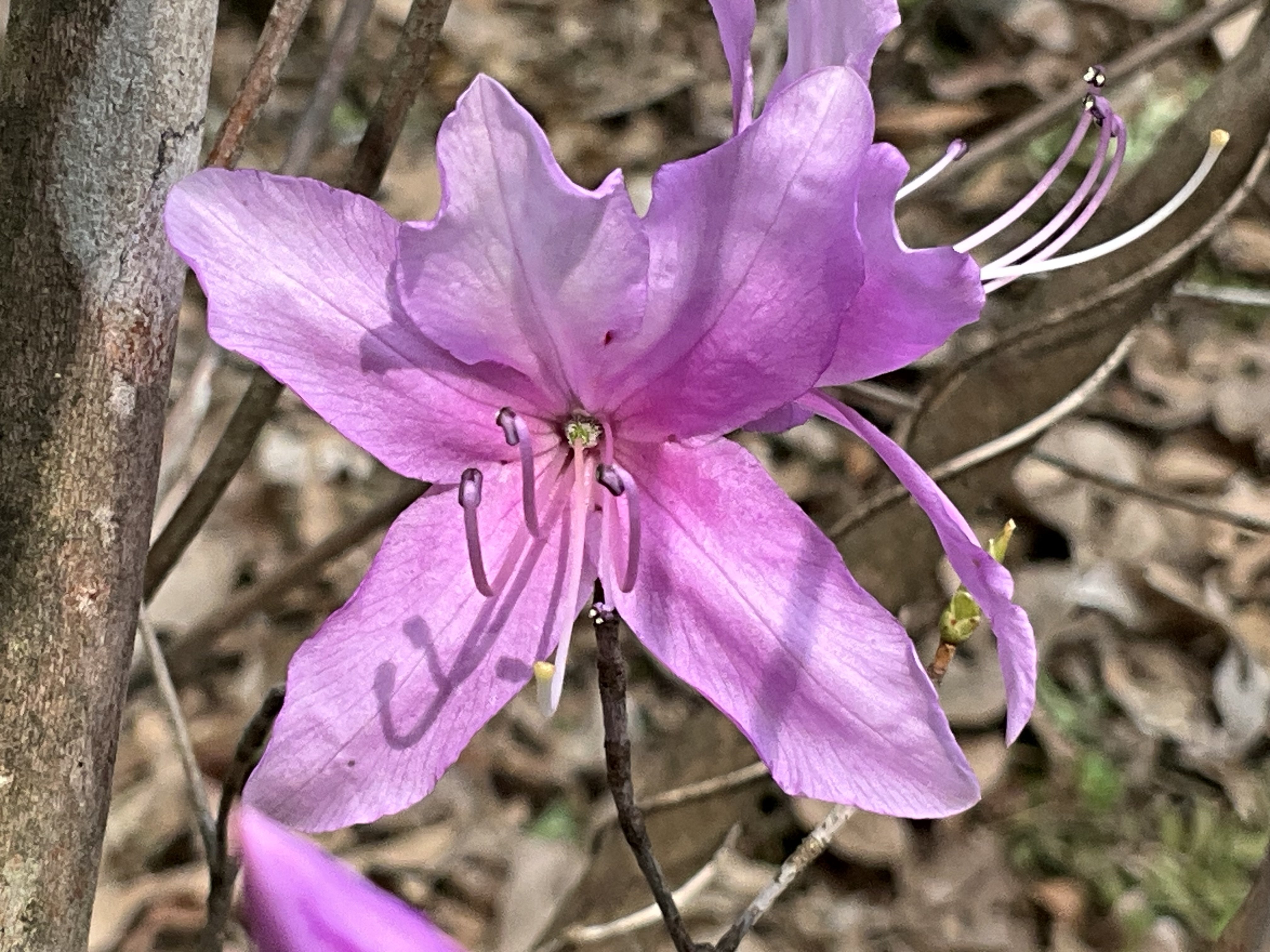 キヨスミミツバツツジ（京都府立植物園）：2026年3月31日（火）｜藤井