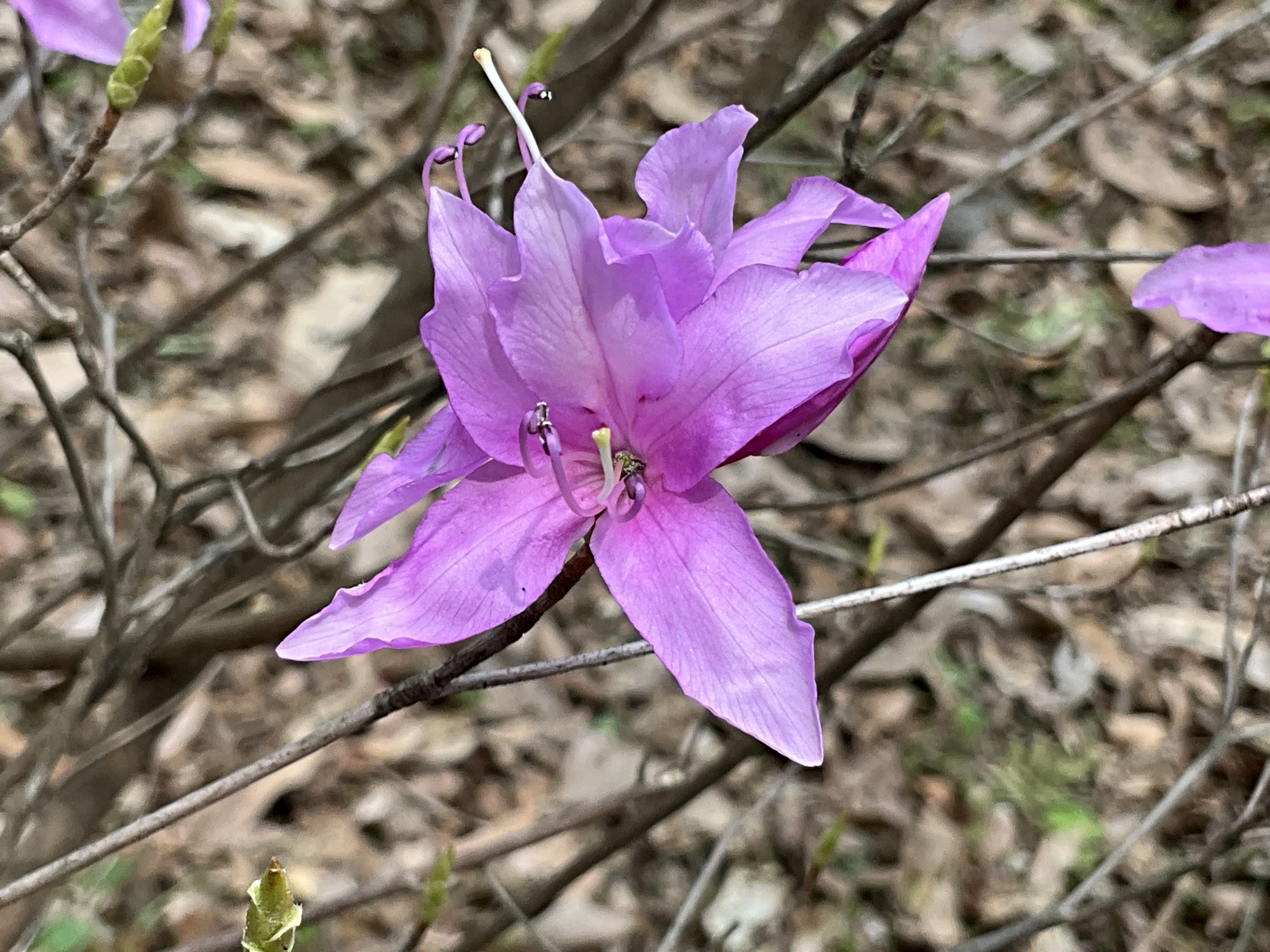 キヨスミミツバツツジ（京都府立植物園）：2026年3月31日（火）｜藤井