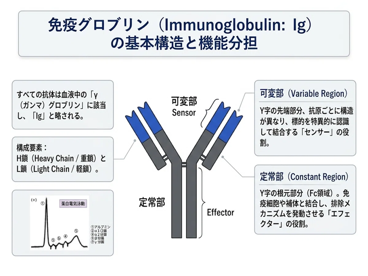  抗体の基礎知識と作用メカニズム｜OncoPharmaBrain Illustration 